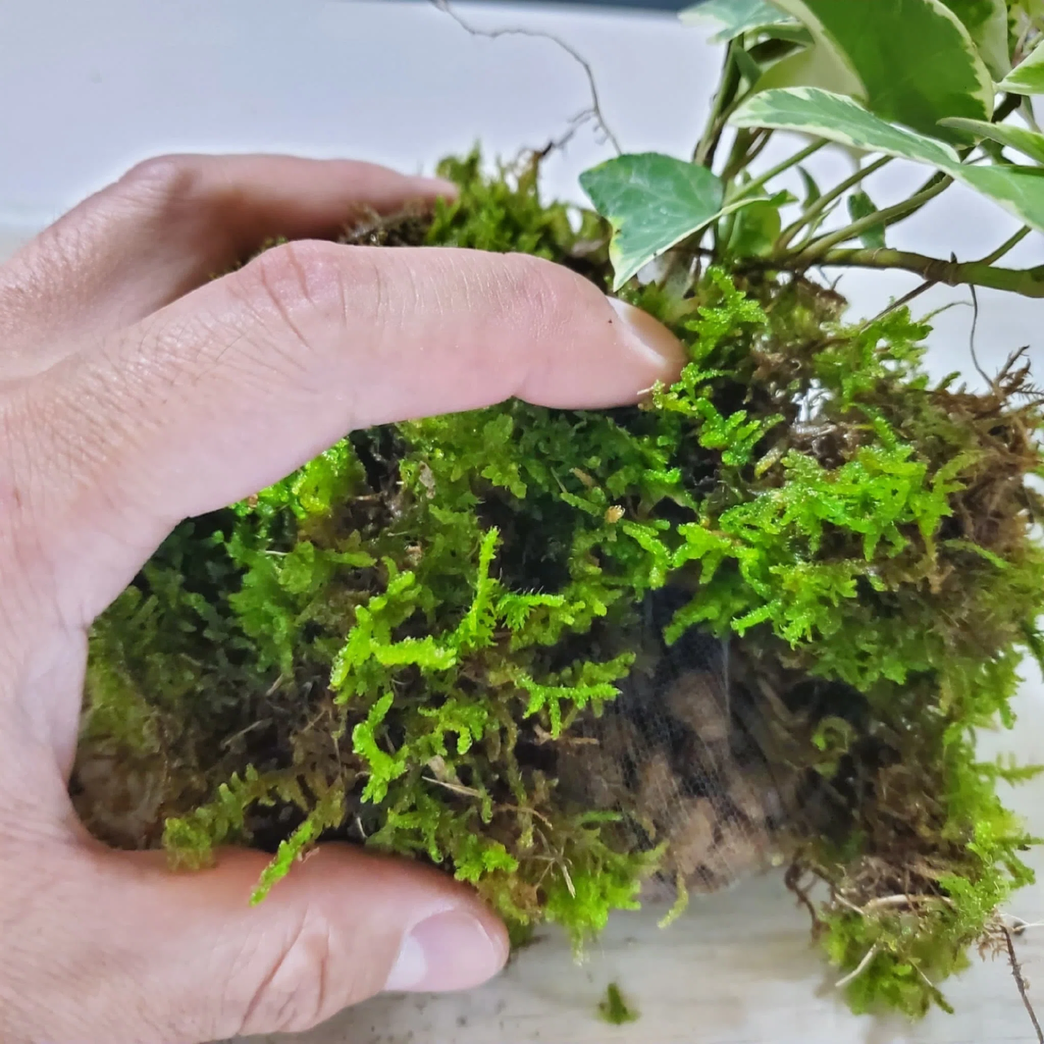 苔玉を作ったよ｜moss paradise3055（モスパラ）