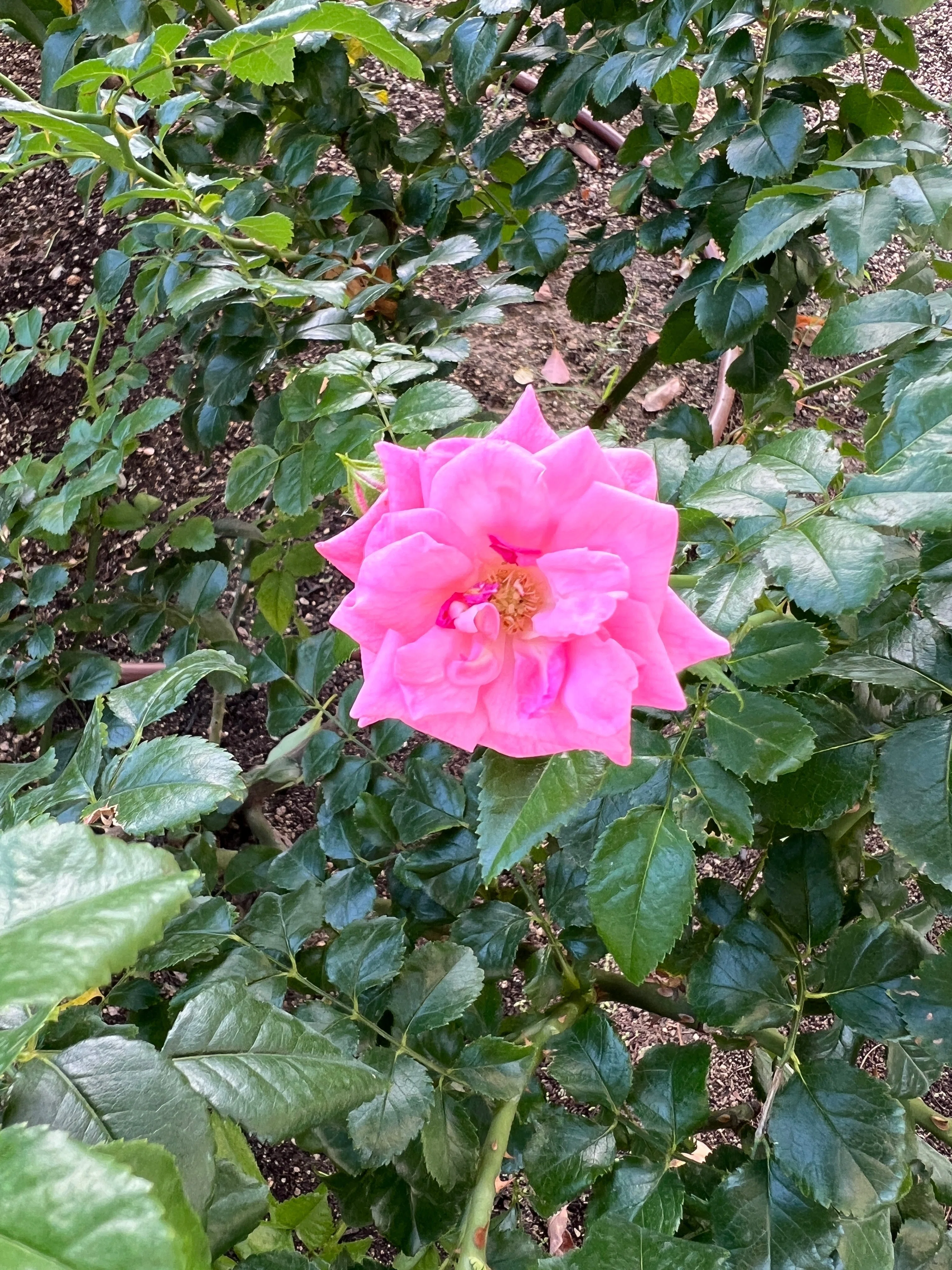 🇩🇪 パルメンガルテン・フランクフルト（Palmengarten Frankfurt