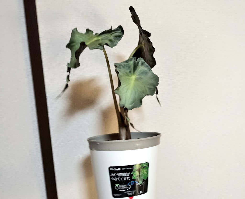 2025/10/18更新】激レアなアロカシア ヴェノム｜バニオレ植物LABO