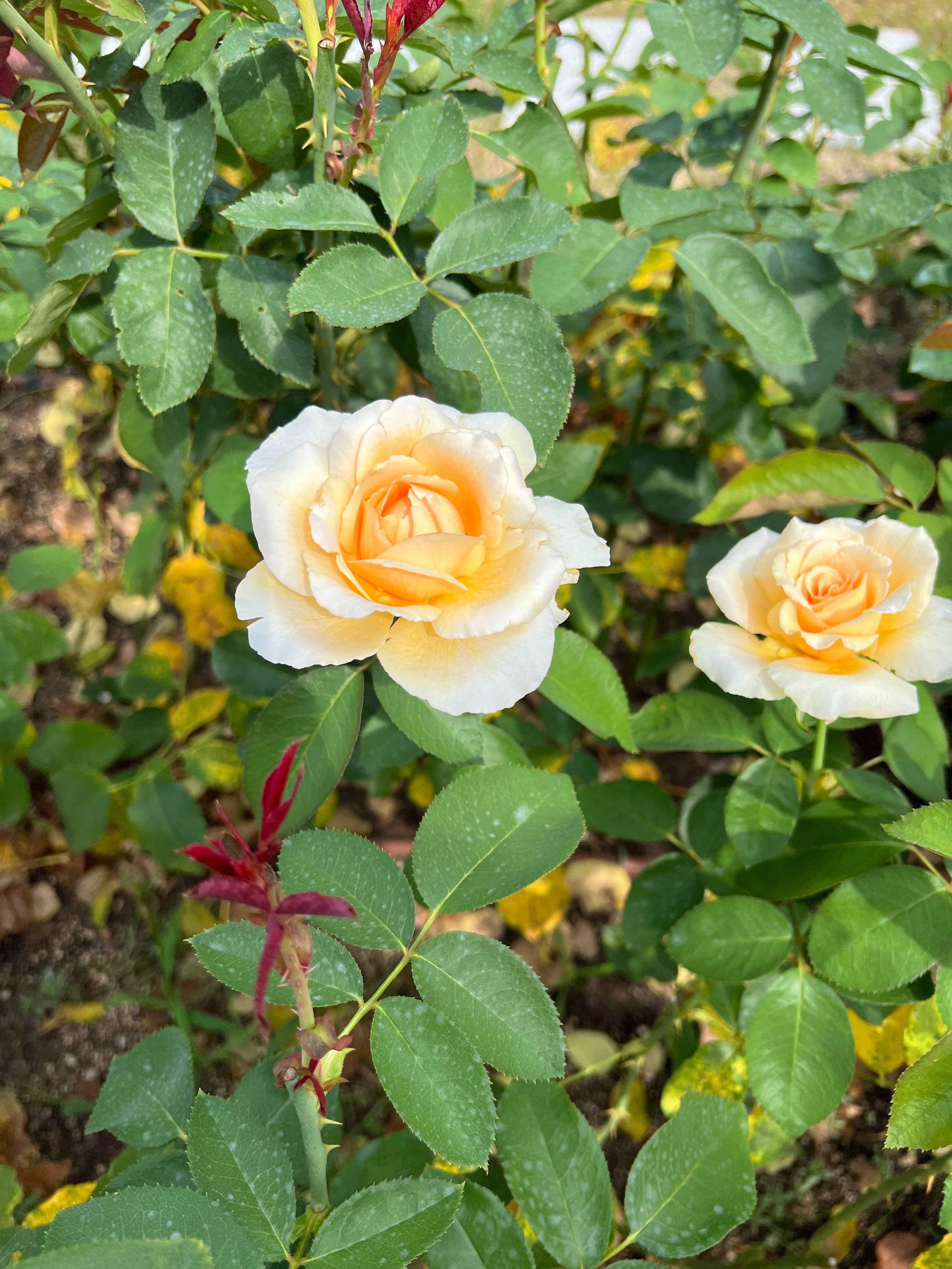 🌹薔薇マップ — 4️⃣ バラ園-東（花壇） — 中之島バラ園｜ぱぽにゃん