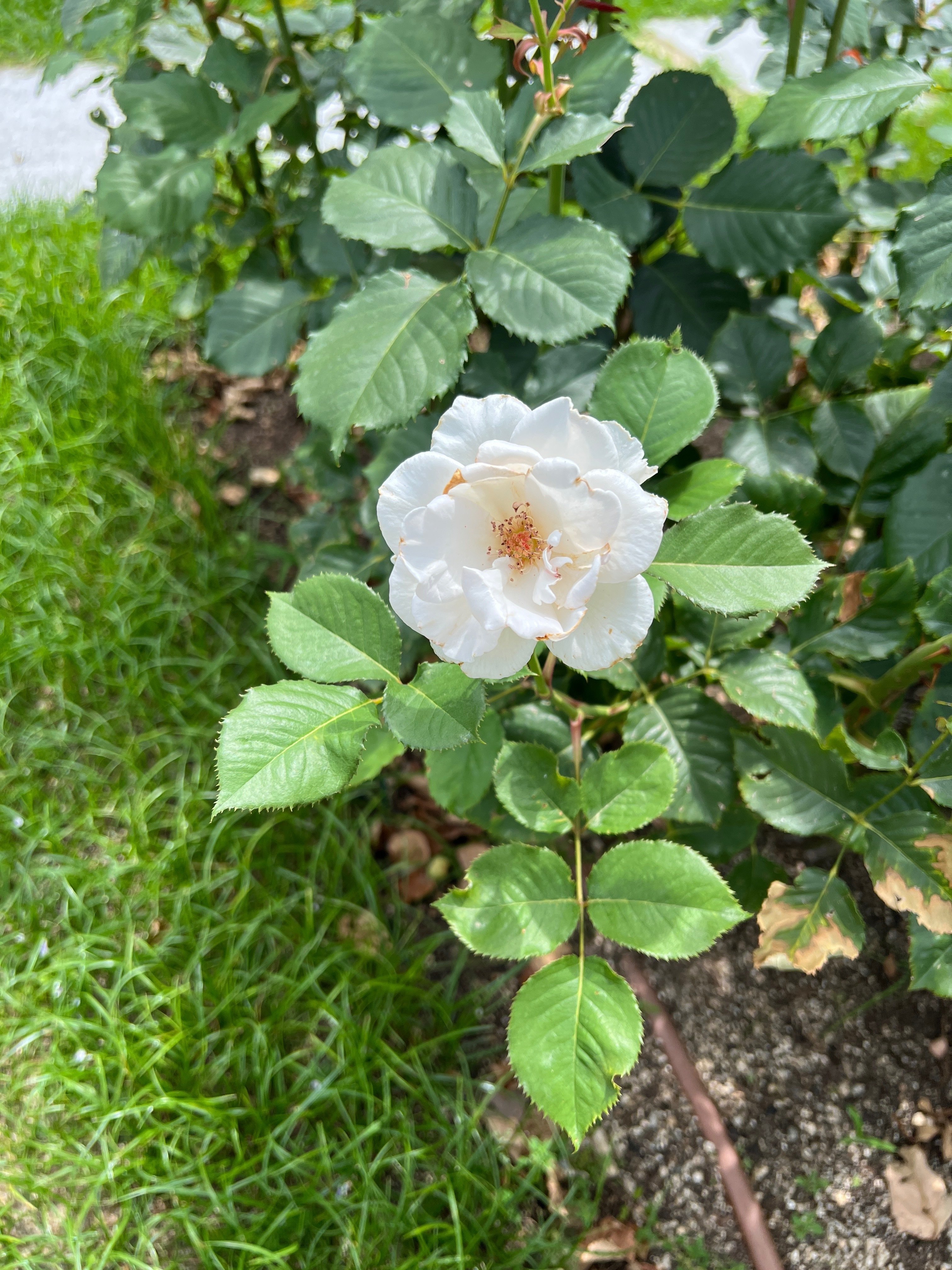 🌹薔薇マップ — 4️⃣ バラ園-東（花壇） — 中之島バラ園｜ぱぽにゃん