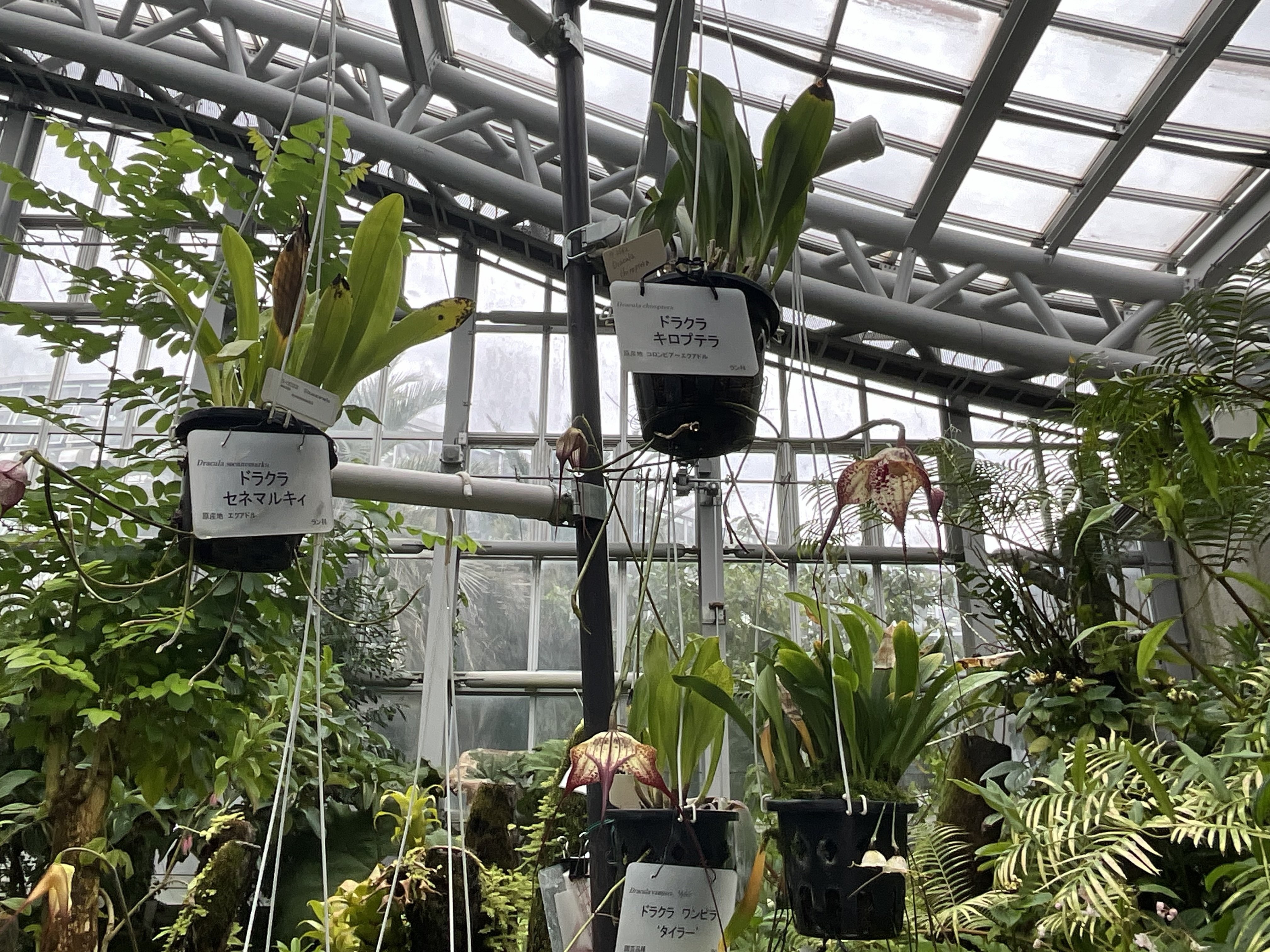 モンキーオーキッド（京都府立植物園）：2025年10月14日（火）｜藤井