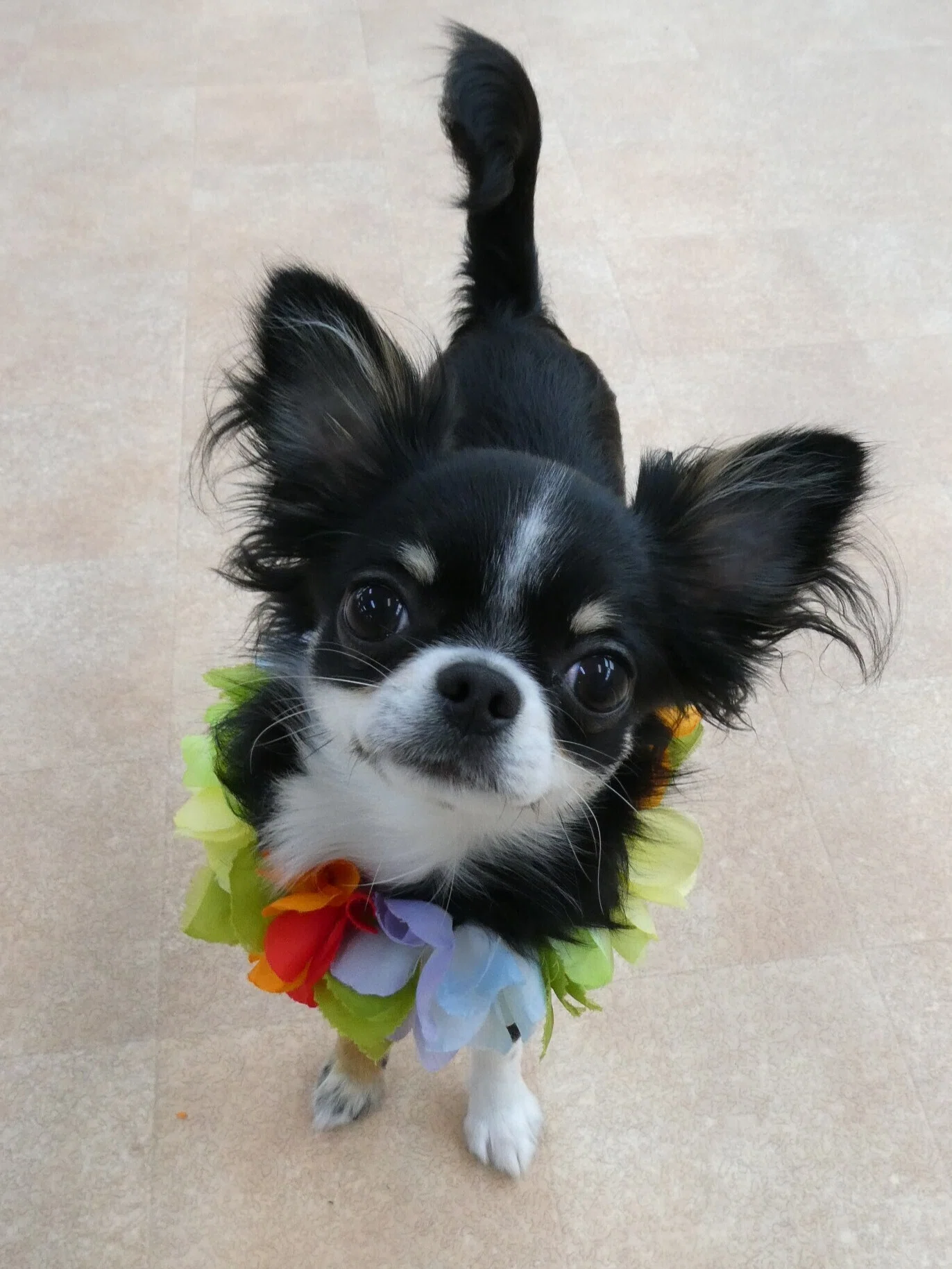 新入犬のチワワの【琥珀くん】＆ｵｰｽﾄﾗﾘｱﾝﾗﾌﾞﾗﾄﾞｩｰﾄﾞﾙの【ほぐくん