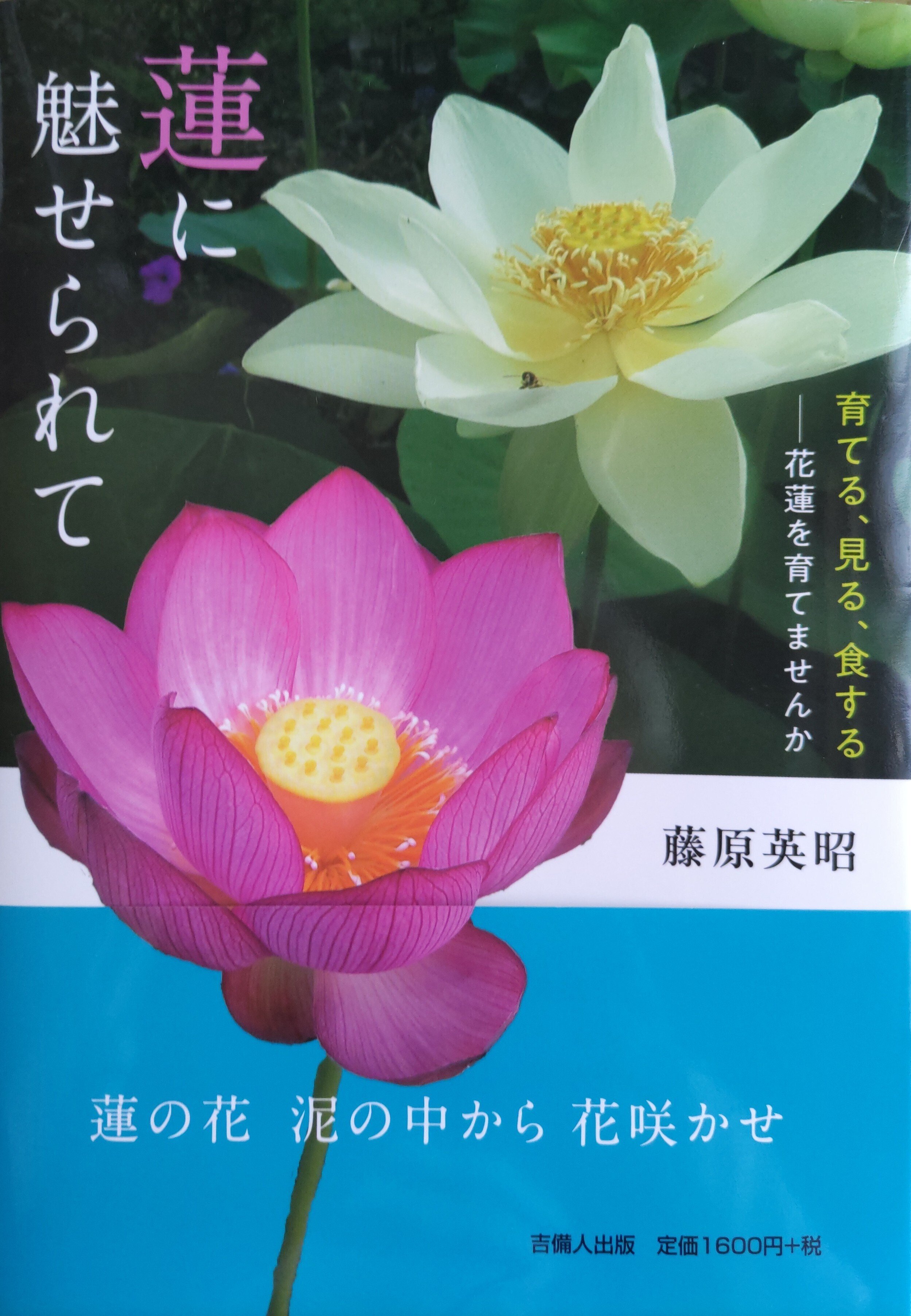 蓮に魅せられて」は分かりやすい（藤原英昭著）｜羽根田 了