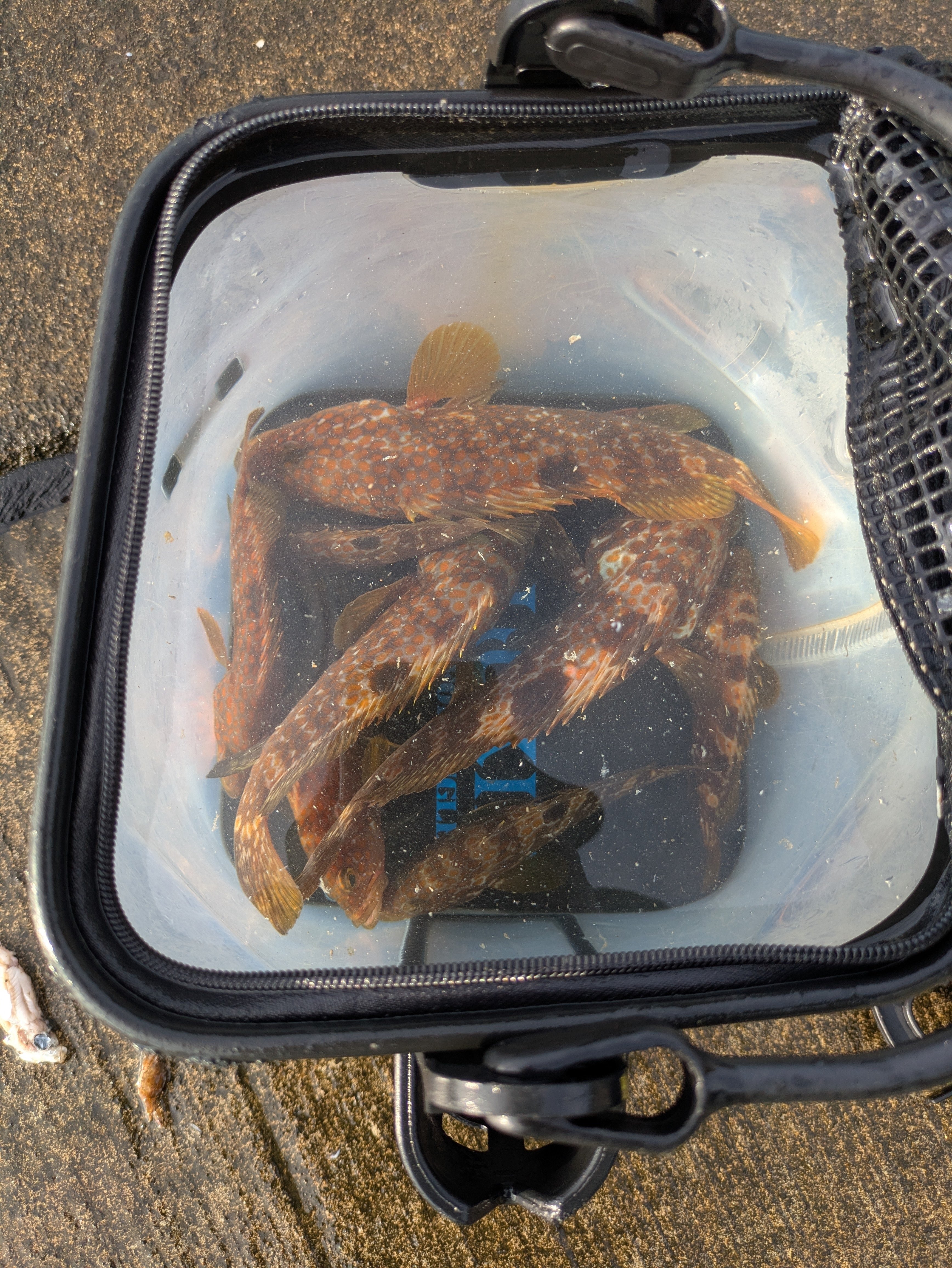 バッジチャレンジ 3魚種ミッション編｜akihito_tm