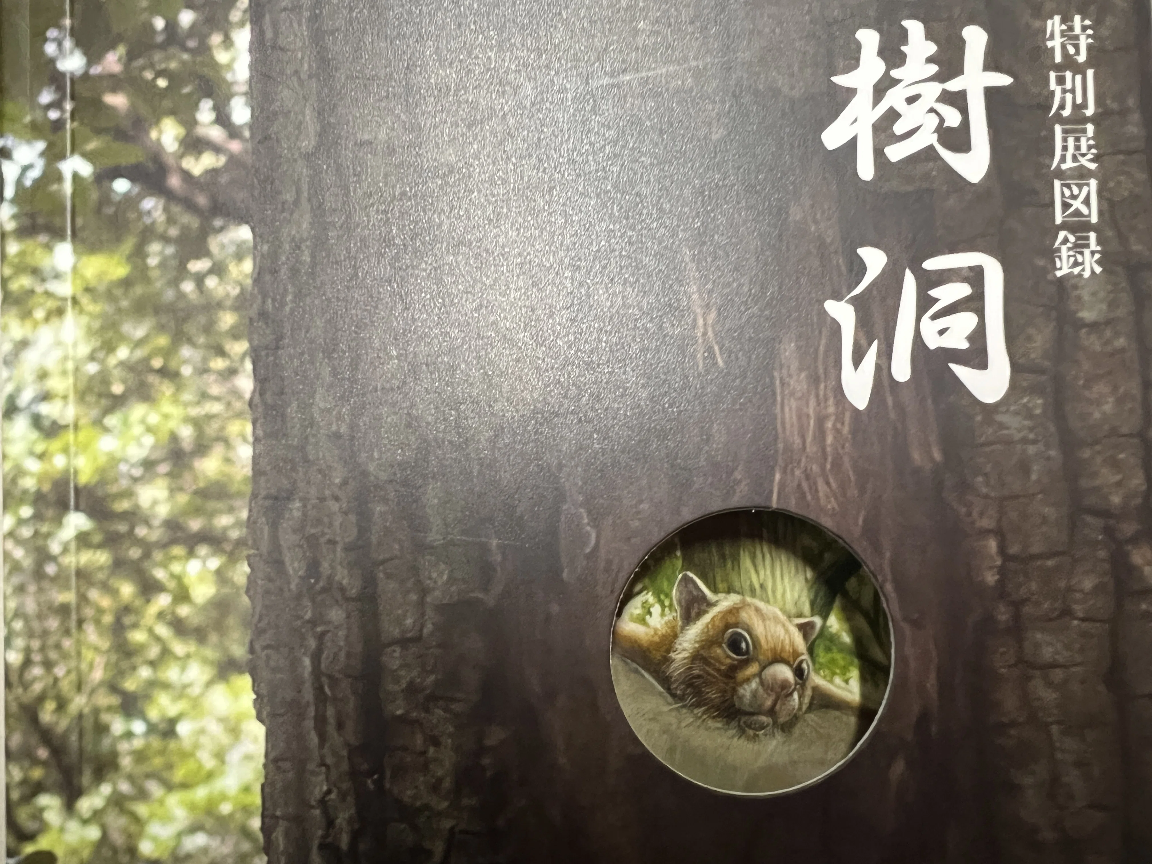 天然木　切り株　樹洞(うろ)あり 樹洞(じゅどう)ってなんだろう？｜木鳥商店