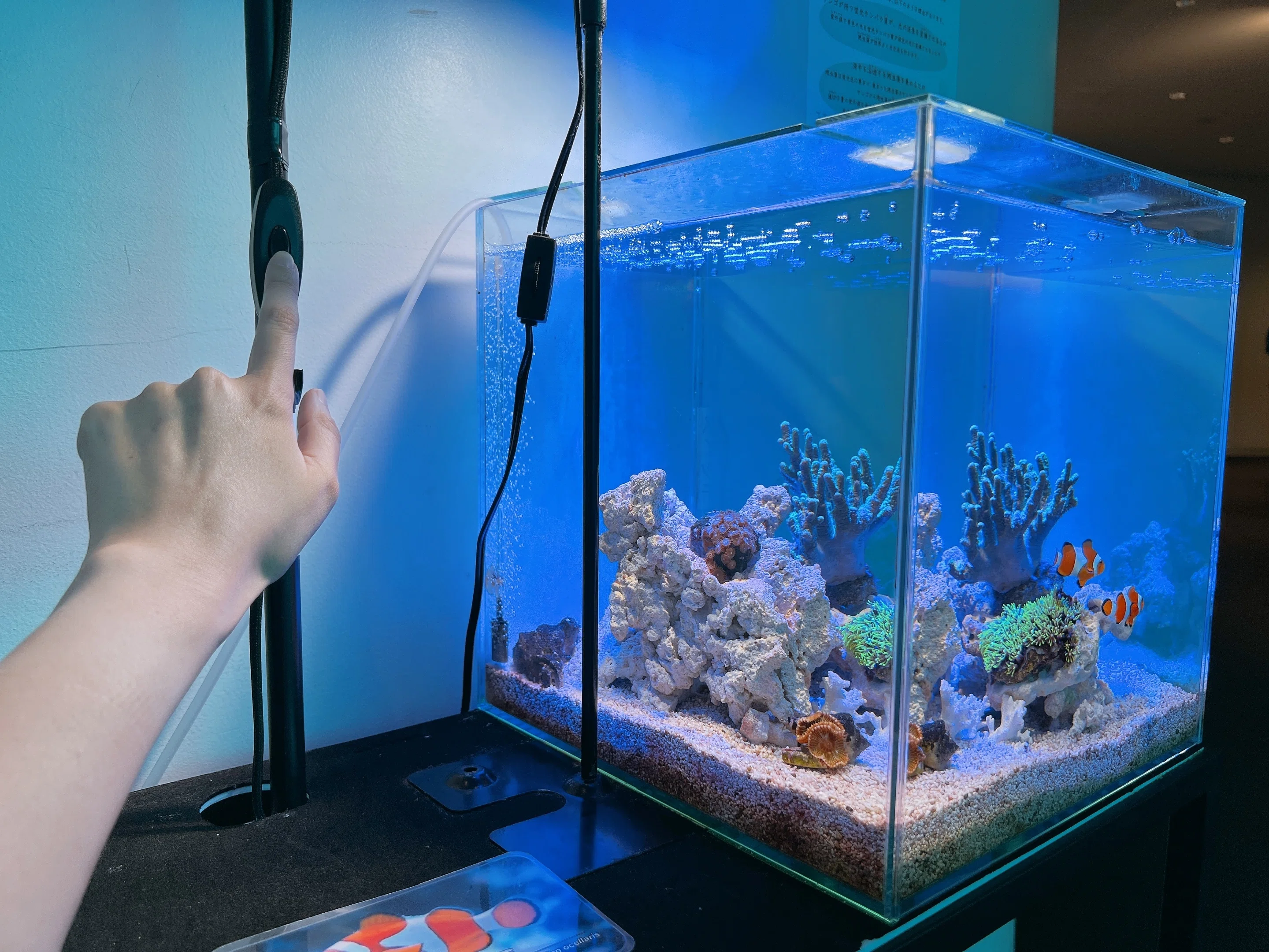 成長するサンゴ水槽 #3｜上越市立水族博物館 うみがたり
