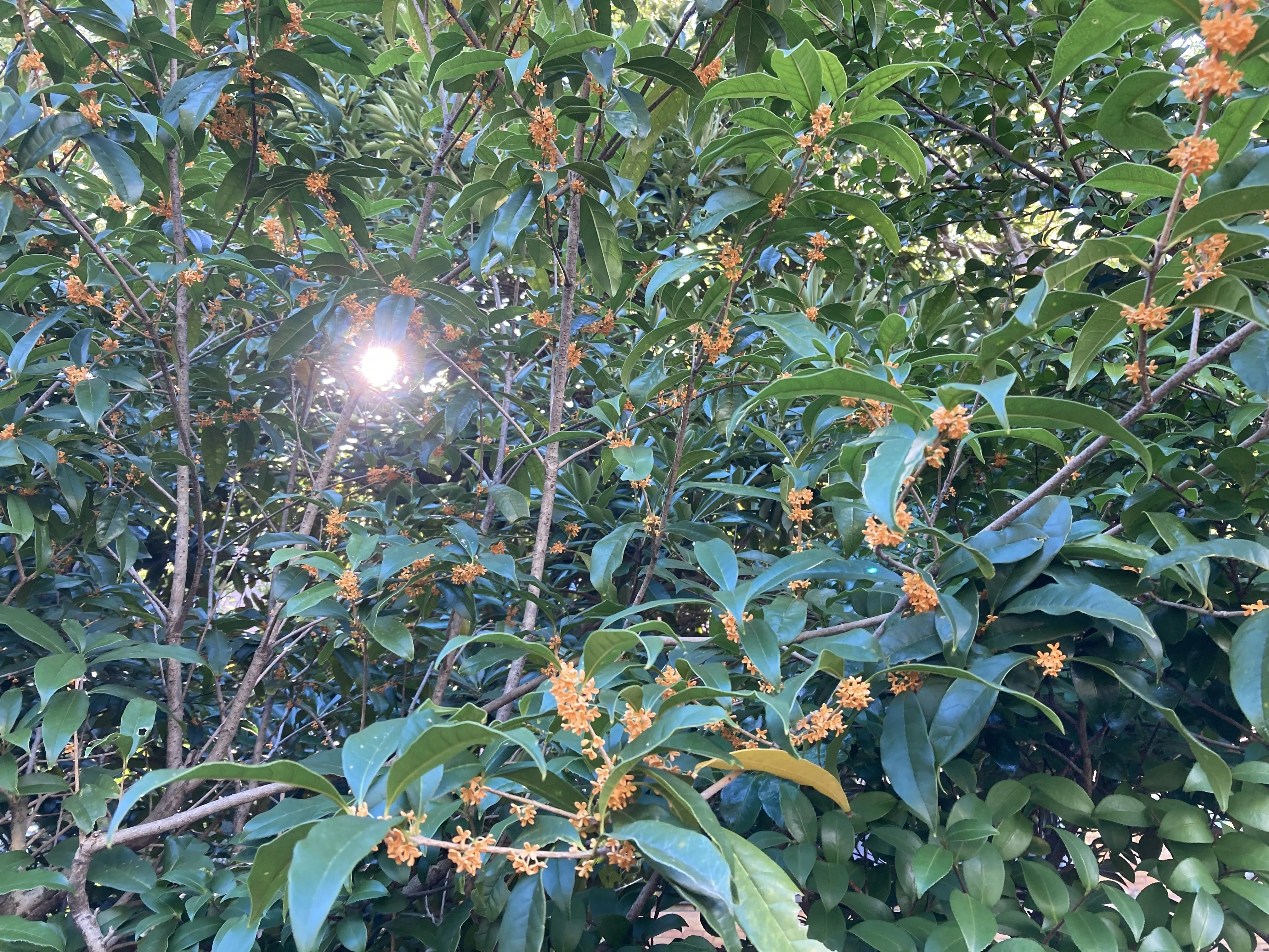 短歌一首】 木犀の匂ひいざなふ葉叢には朝の太陽しばし停まれり｜猫間英介