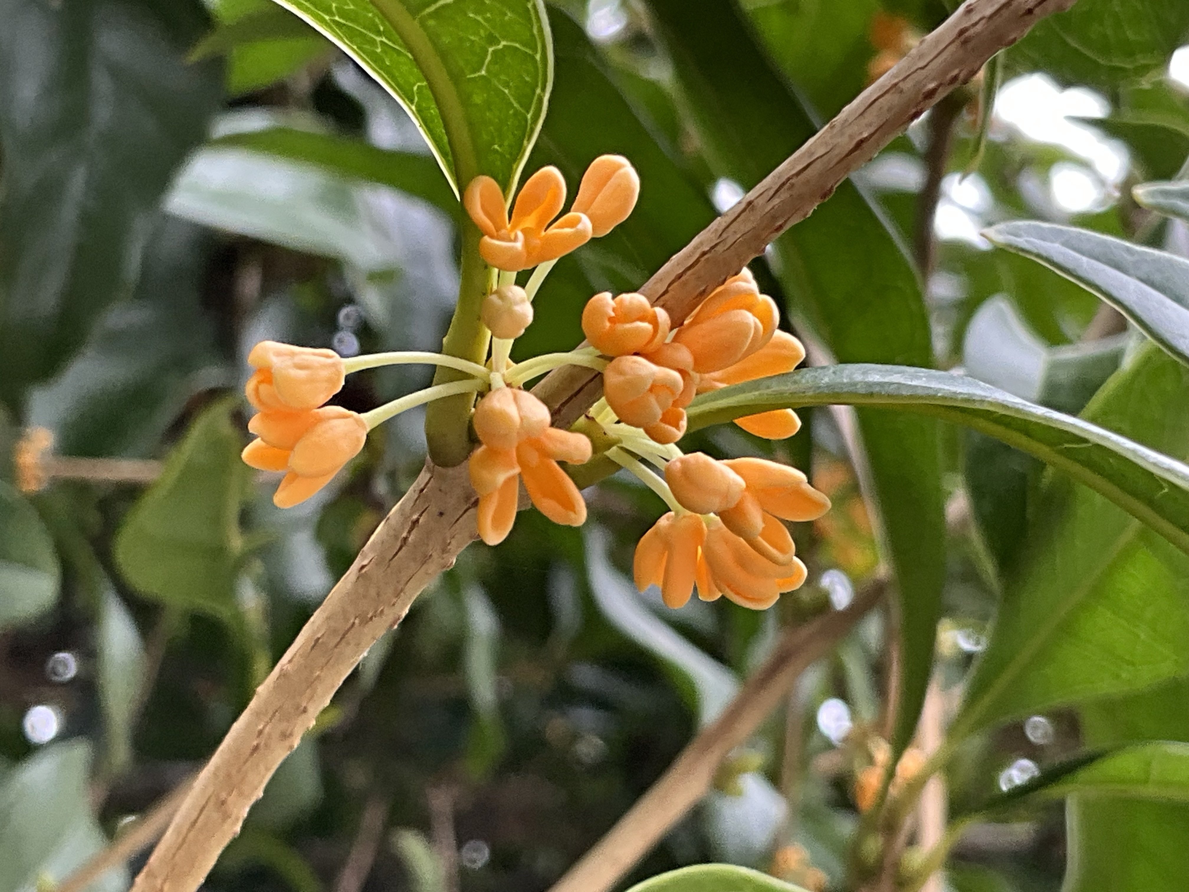 金木犀の香り（京都府立植物園）：2025年10月13日（月）｜藤井秀昭