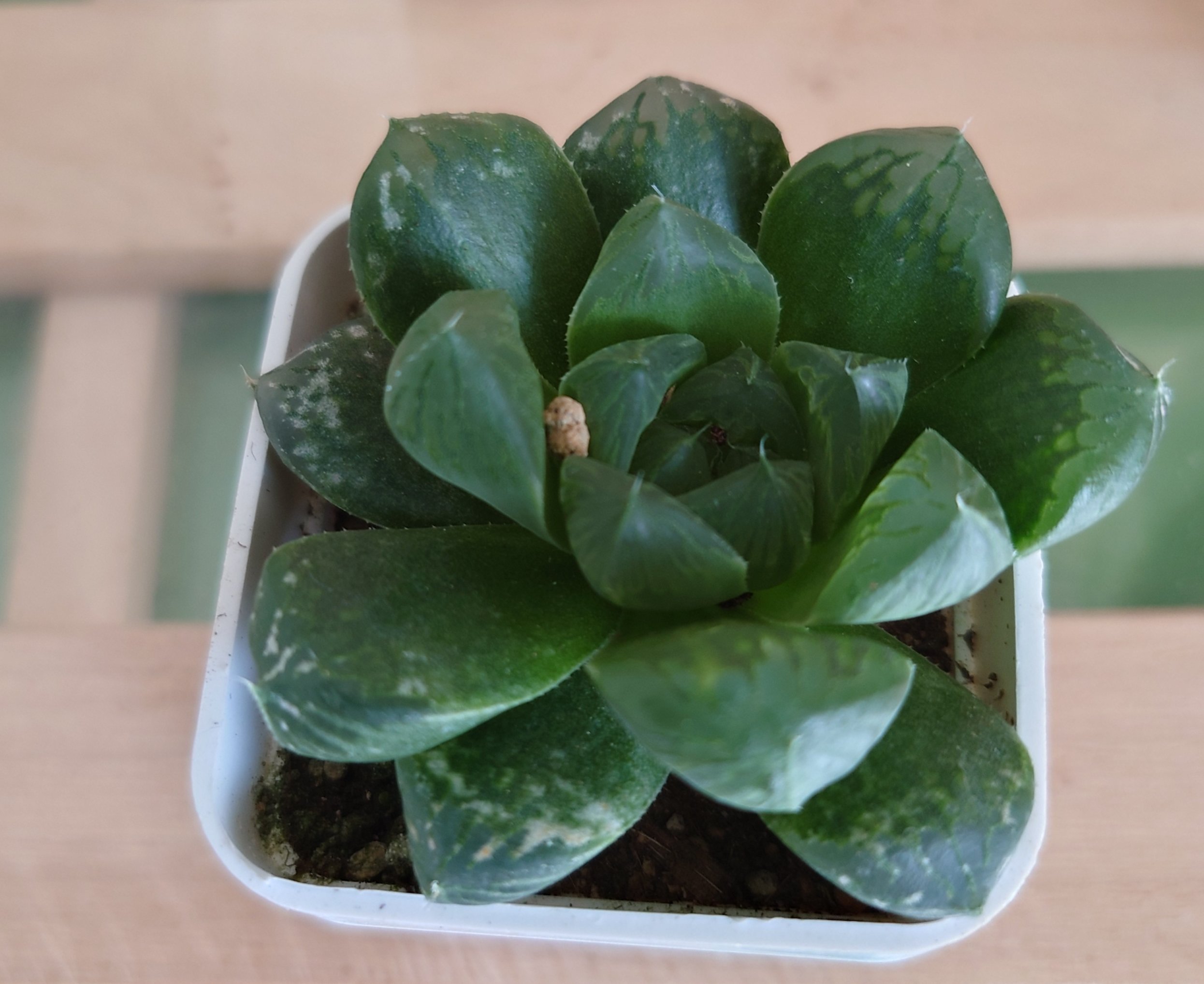 久しぶりに観葉植物をお迎えした。｜天柳李海