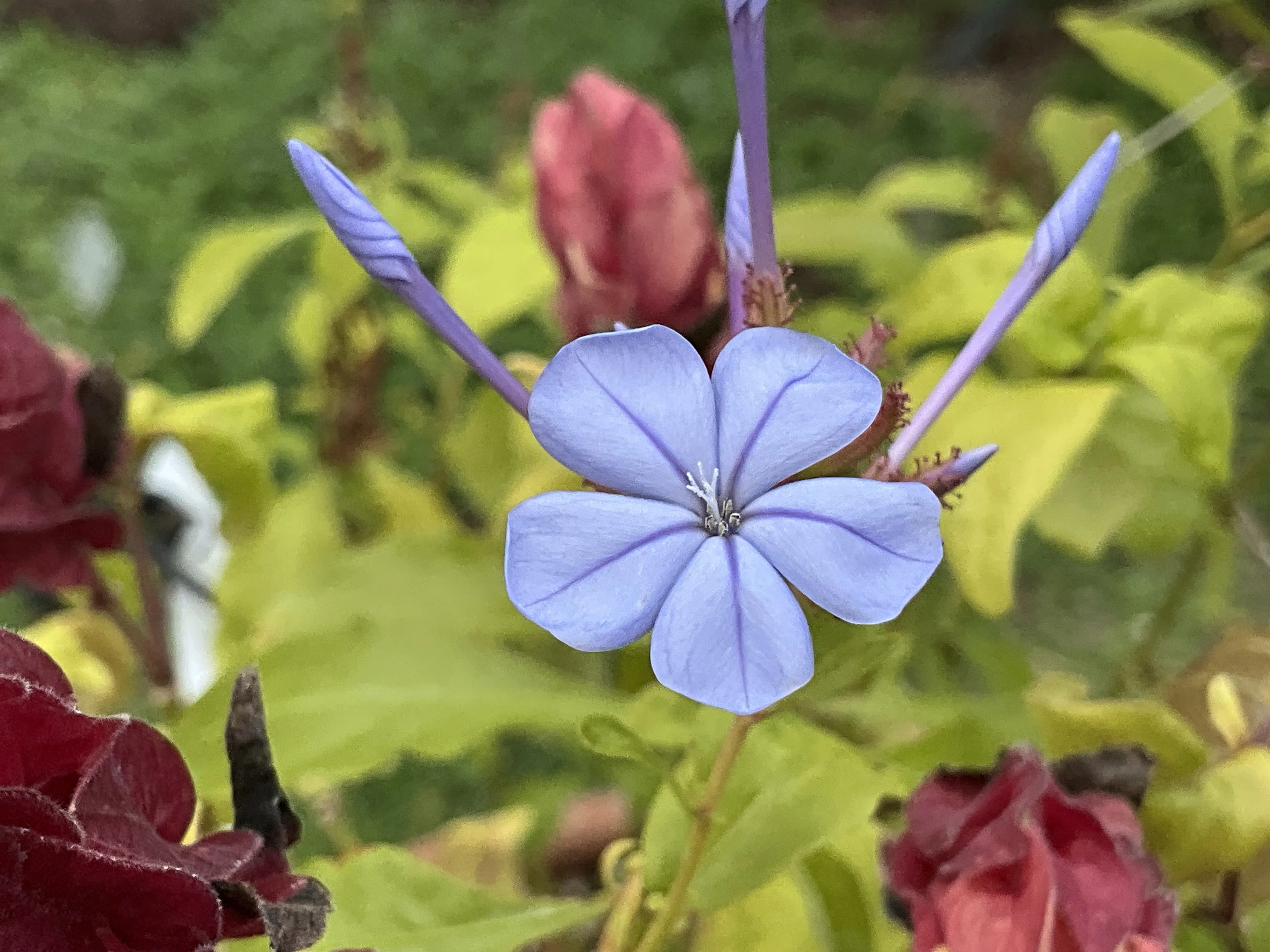 南アフリカ原産のルリマツリ（京都府立植物園）：2025年11月7日（金