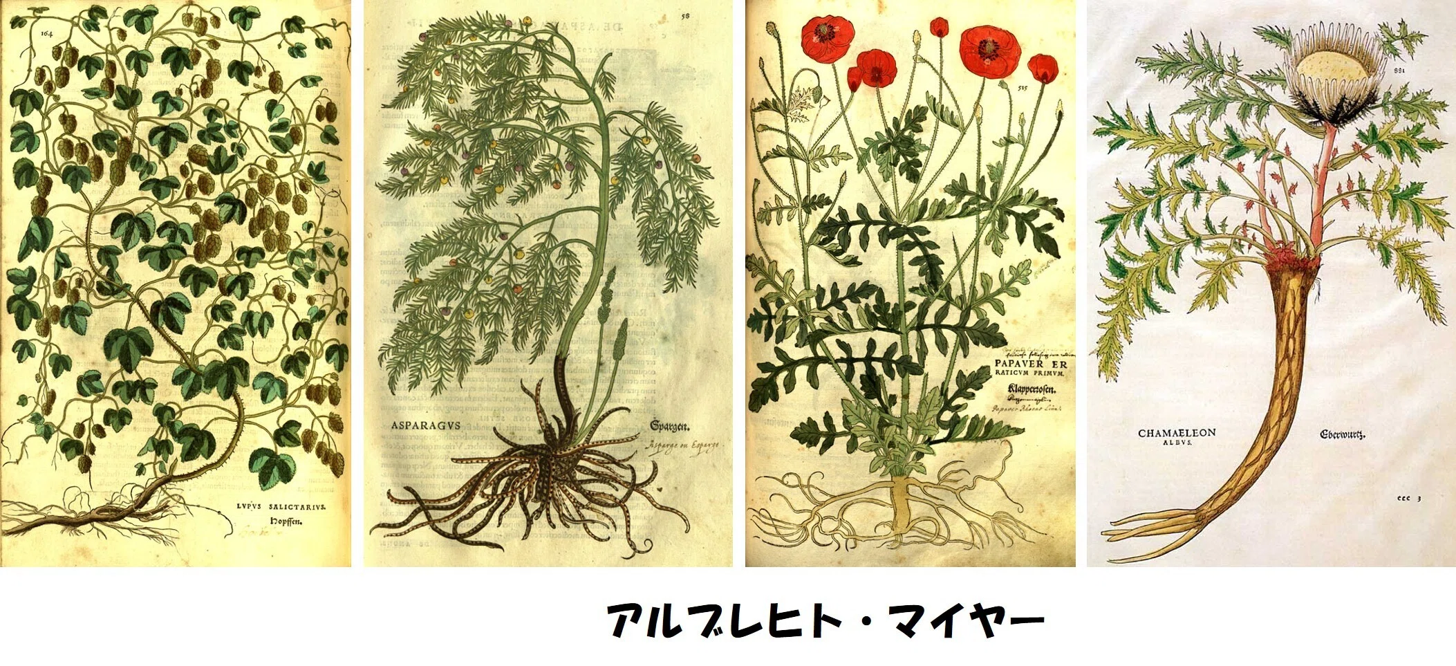 植物画とは何か＞（4）ー1：「植物画」の美の由来。博物画的図面の美