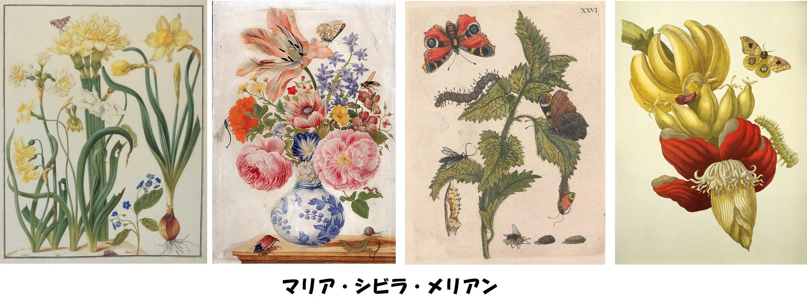 植物画とは何か＞（4）ー1：「植物画」の美の由来。博物画的図面の美