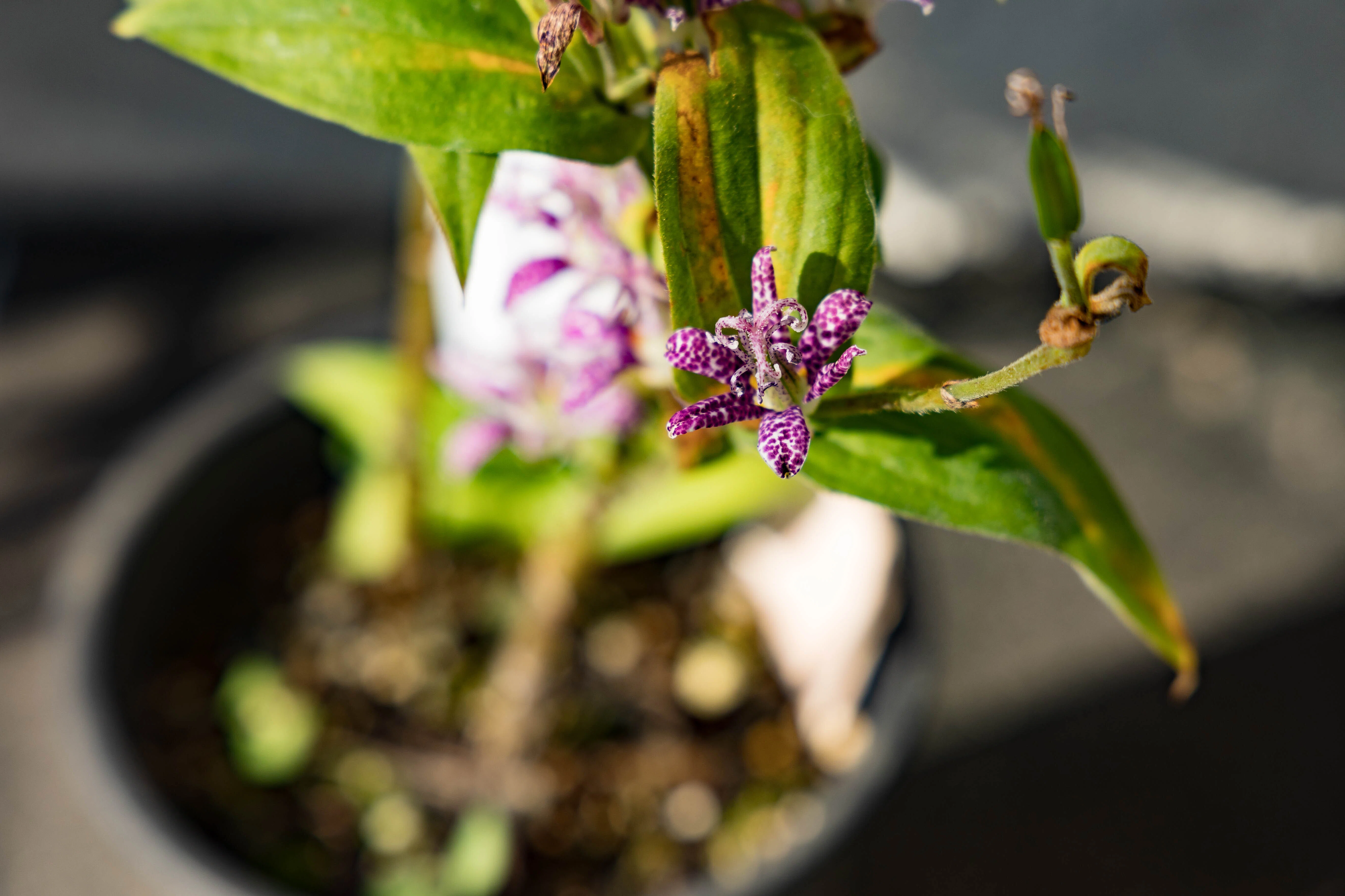 植物図鑑 – ホトトギス｜だいひょう｜奈良の植物図鑑