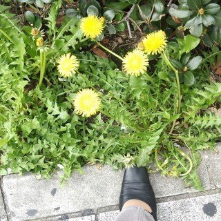 大きなタンポポ たんぽぽ❁ ぽぽぽ ぽんぽ ぽんぽ ZX Fury 名作を融合