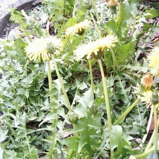 大きなタンポポ たんぽぽ❁ ぽぽぽ ぽんぽ ぽんぽ ZX Fury 名作を融合