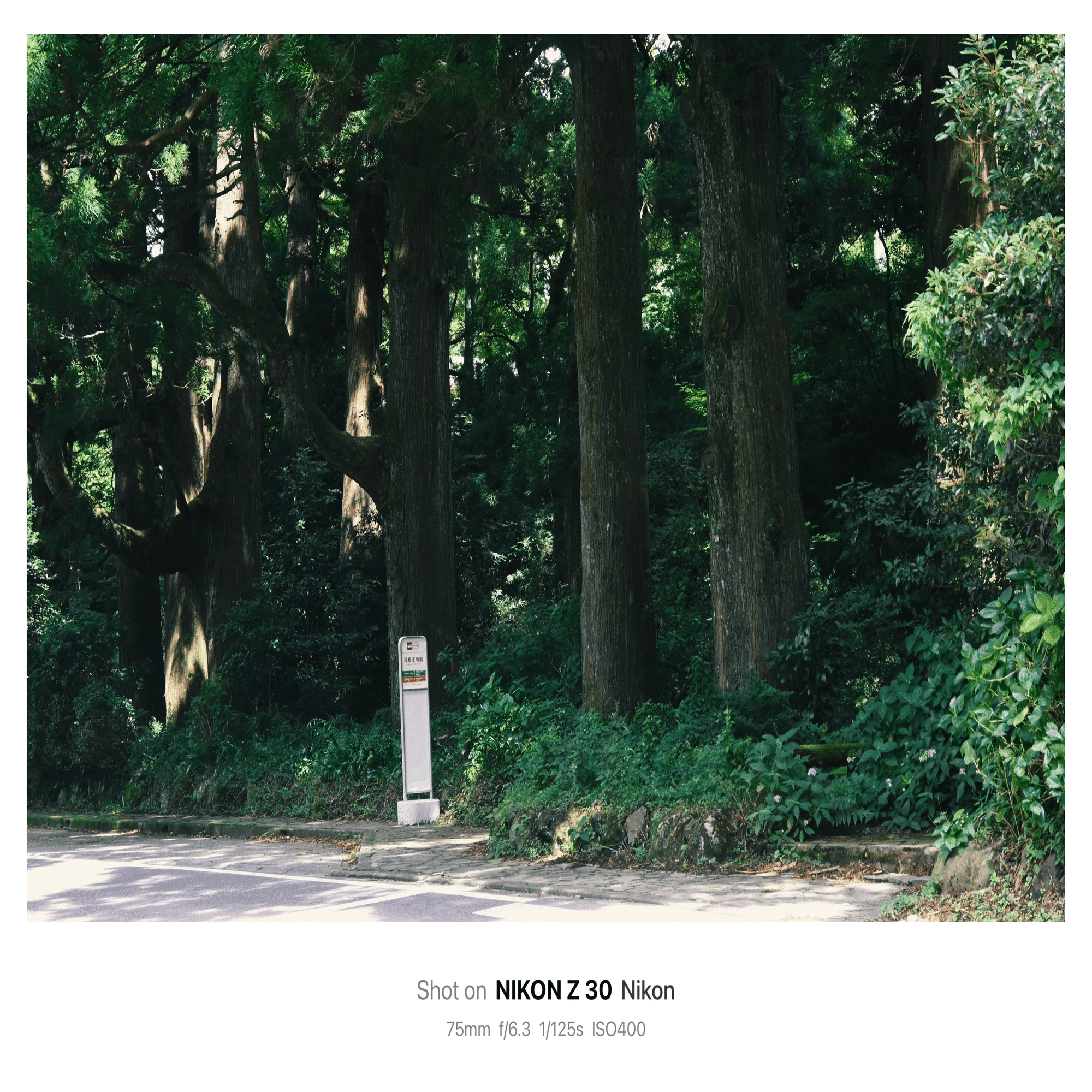 写真がこんなに上手くなったよ！ | 僕とカメラ | note｜鈴木ユートピア