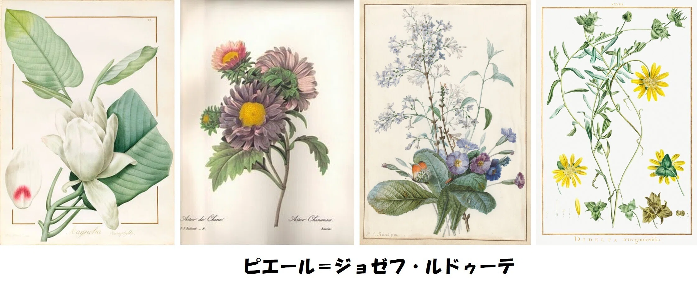 植物画とは何か＞（4）ー1：「植物画」の美の由来。博物画的図面の美