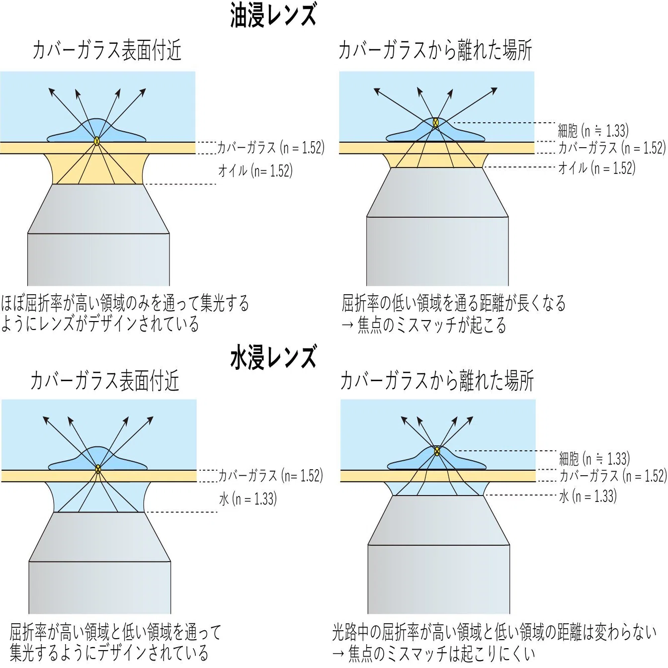 倒立顕微鏡でサンプル深部を観察する際に水浸レンズが有利な理由｜市川 