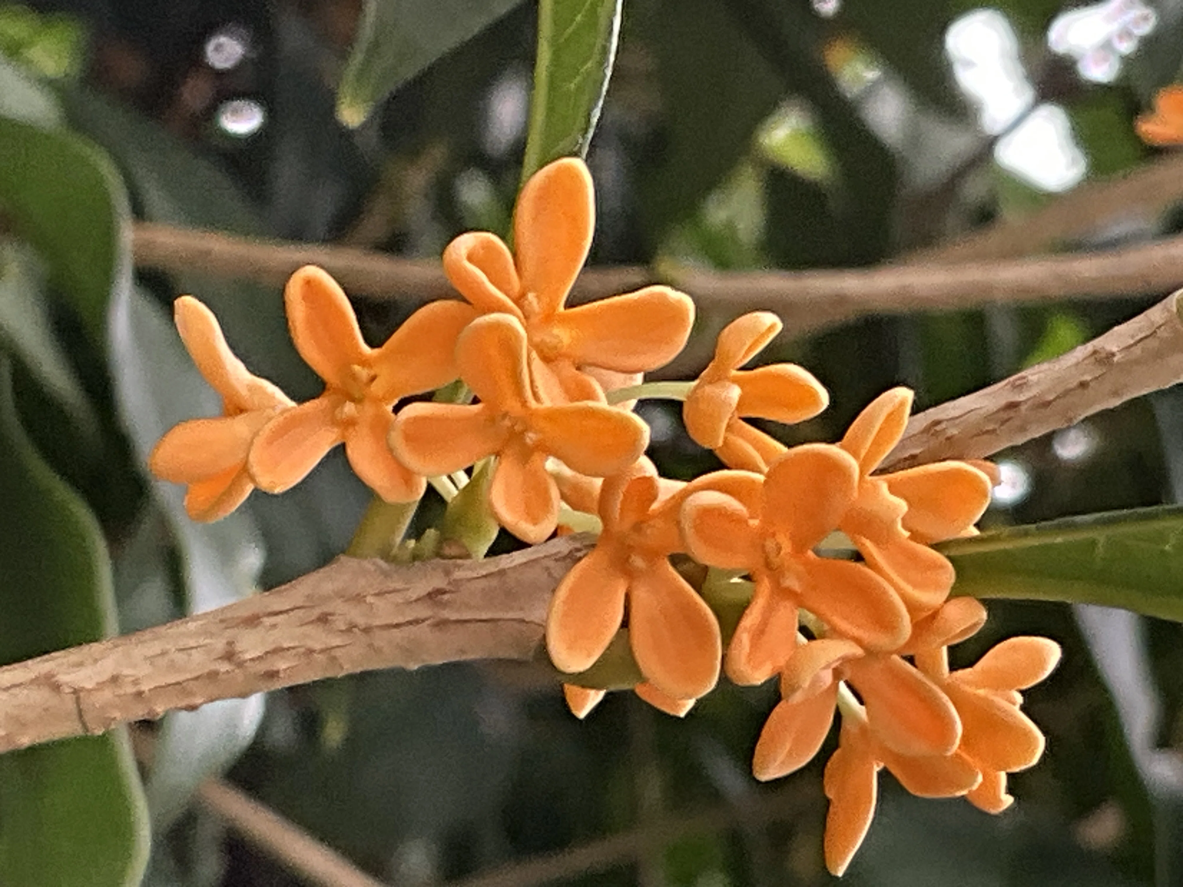 金木犀の香り（京都府立植物園）：2025年10月13日（月）｜藤井秀昭