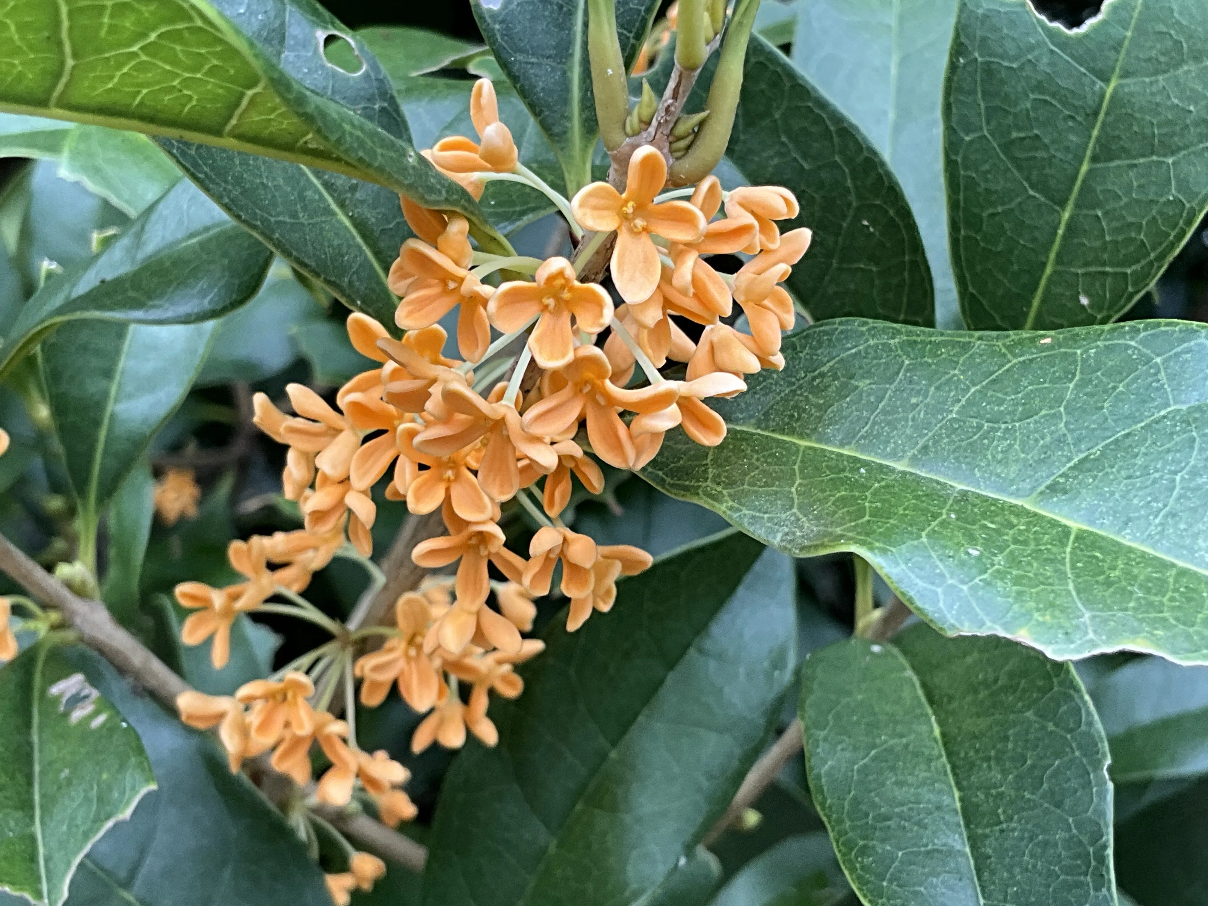 金木犀の香り（京都府立植物園）：2025年10月13日（月）｜藤井秀昭