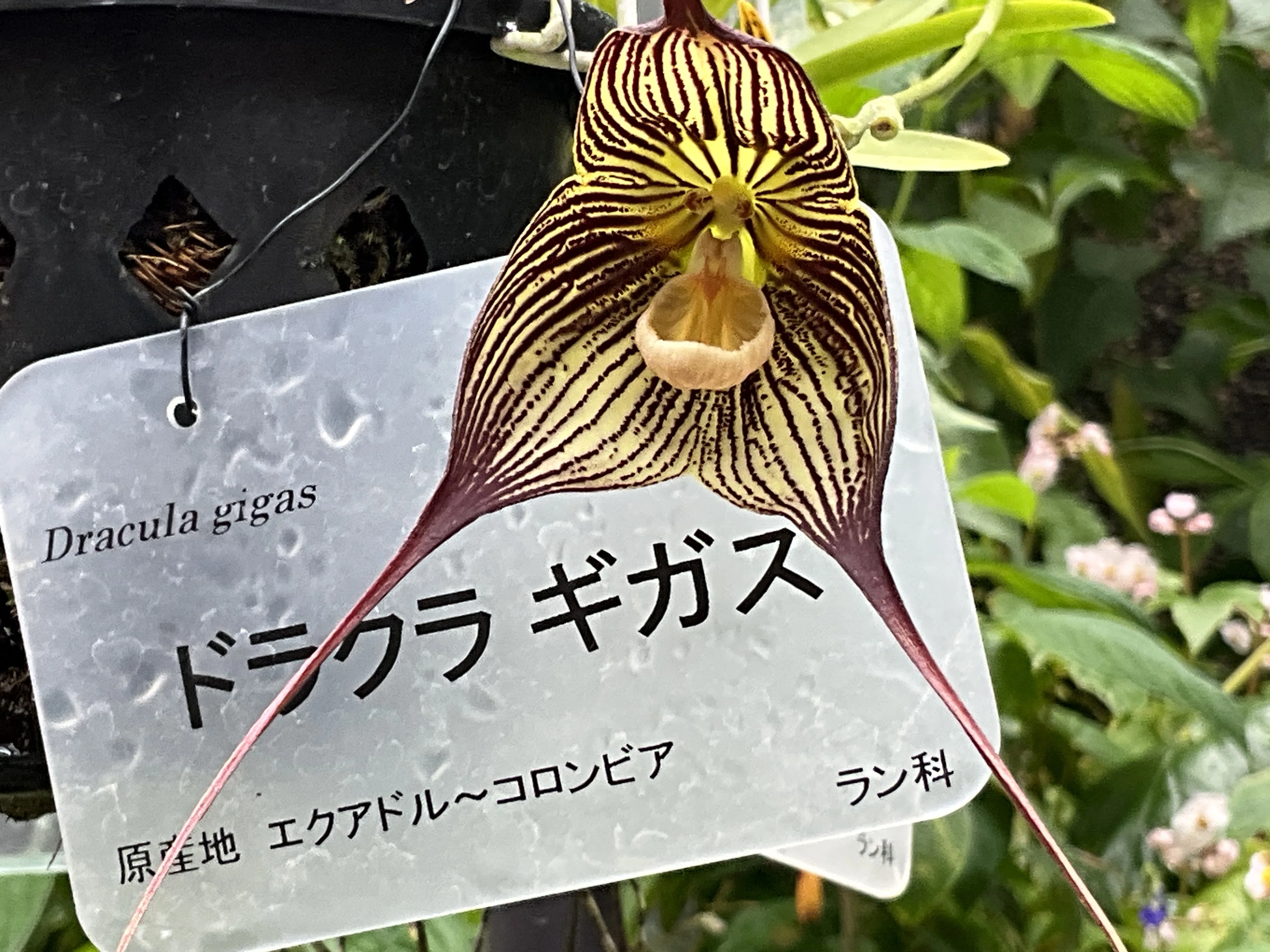 モンキーオーキッド（京都府立植物園）：2025年10月14日（火）｜藤井