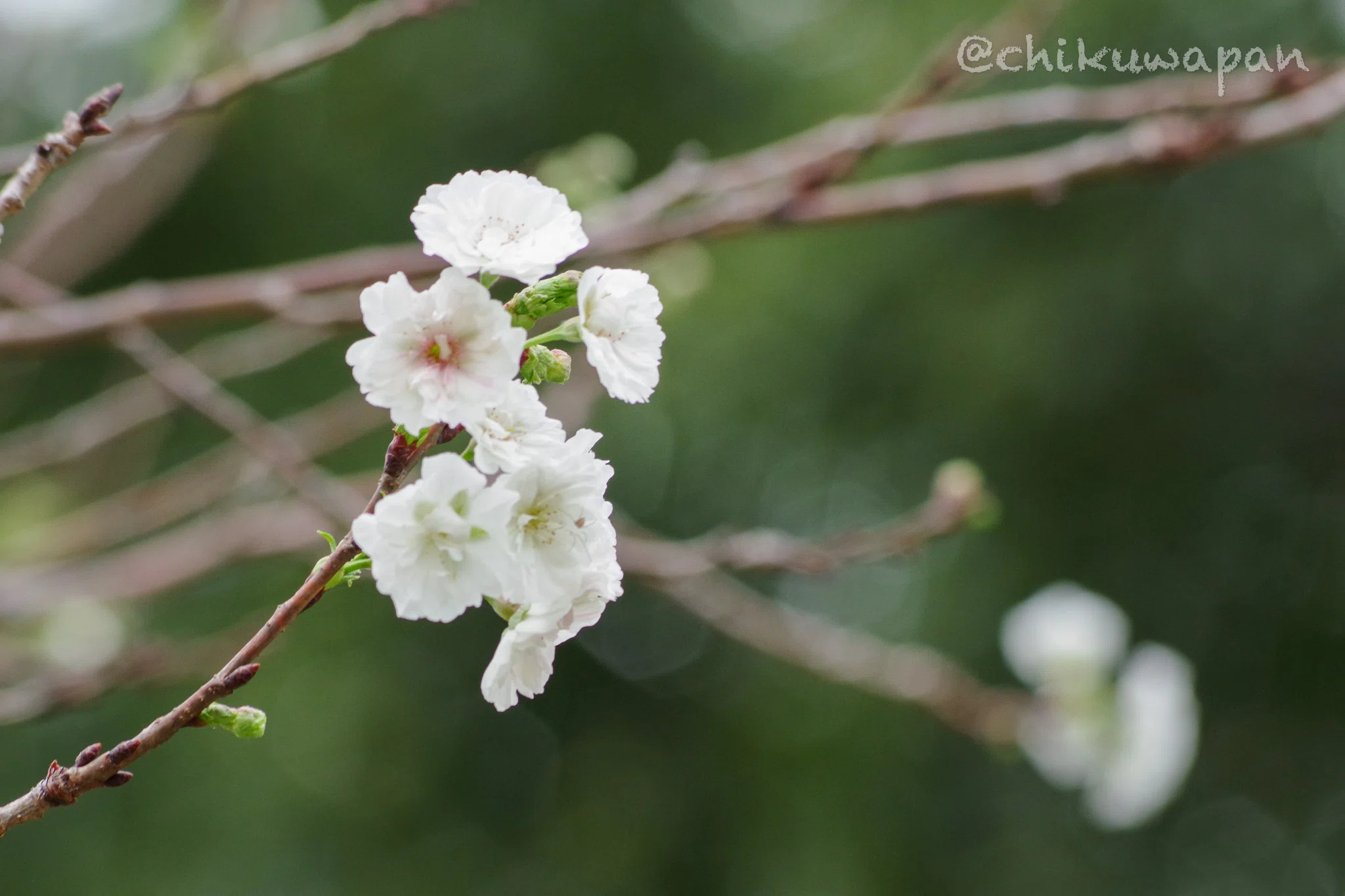 Fragrant Olive and Cosmos｜chikuwa pan