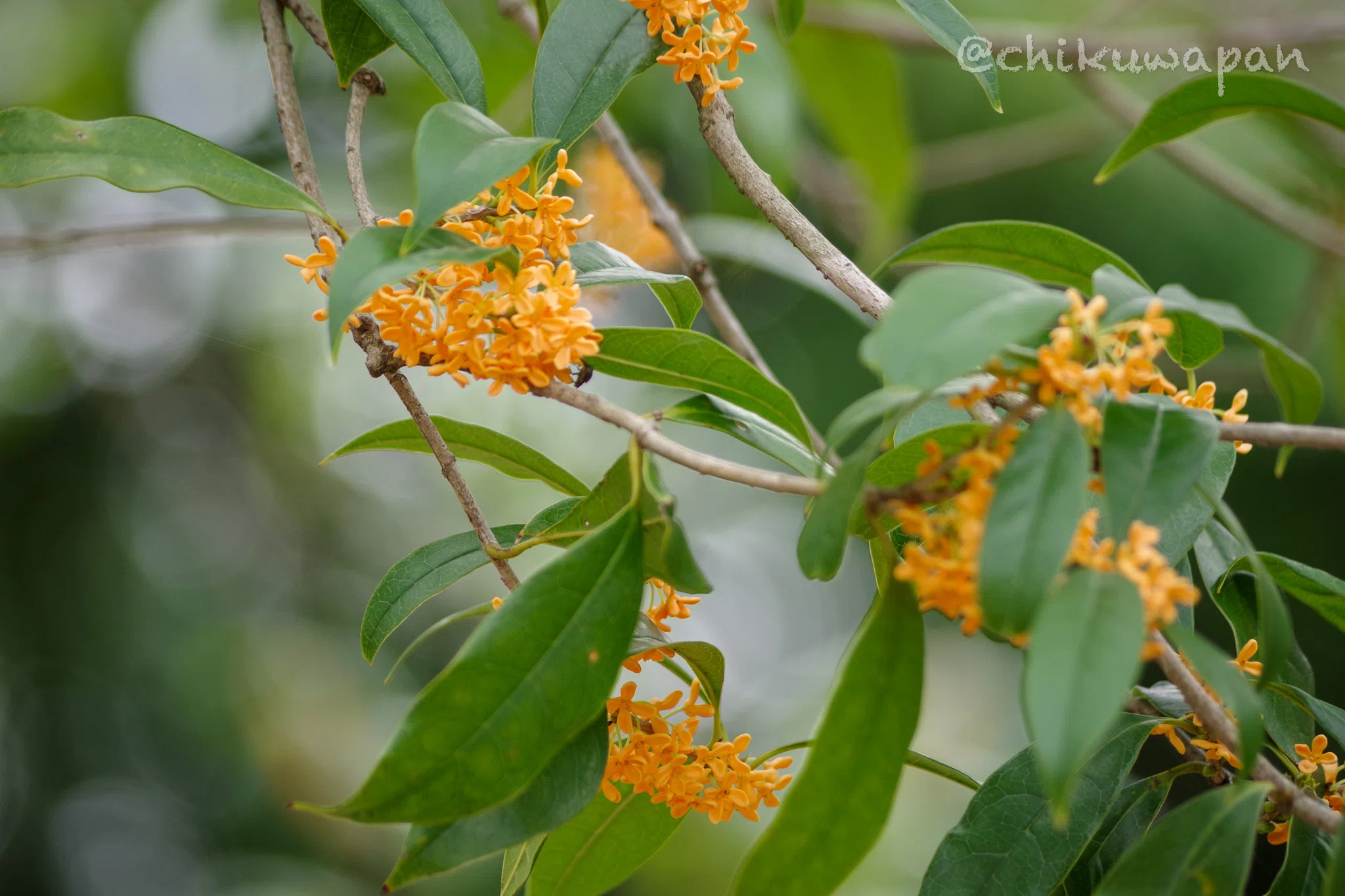 Fragrant Olive and Cosmos｜chikuwa pan