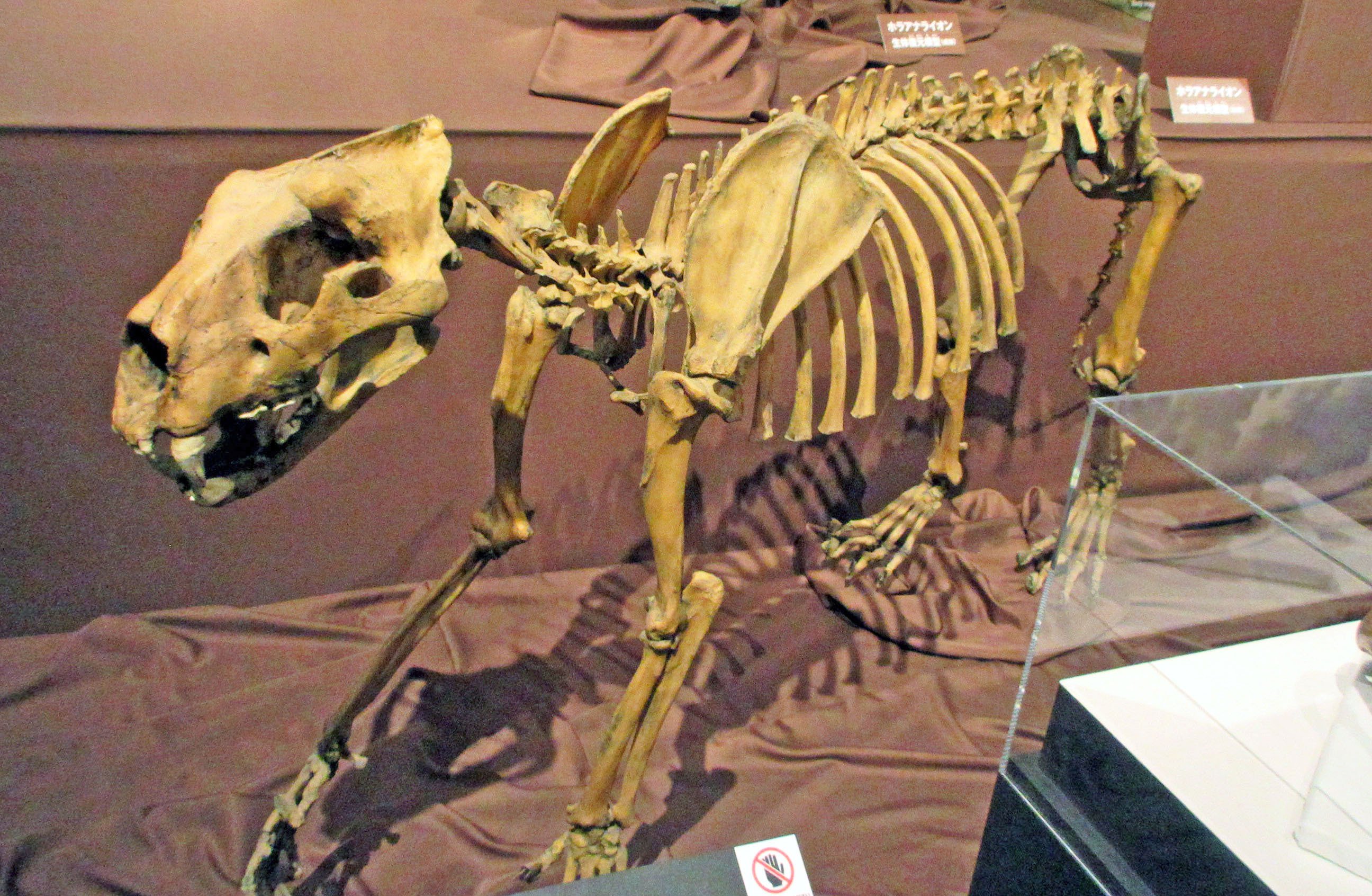 第1章 氷河期 ヨーロッパの動物―肉食動物の放散：特別展「氷河期展