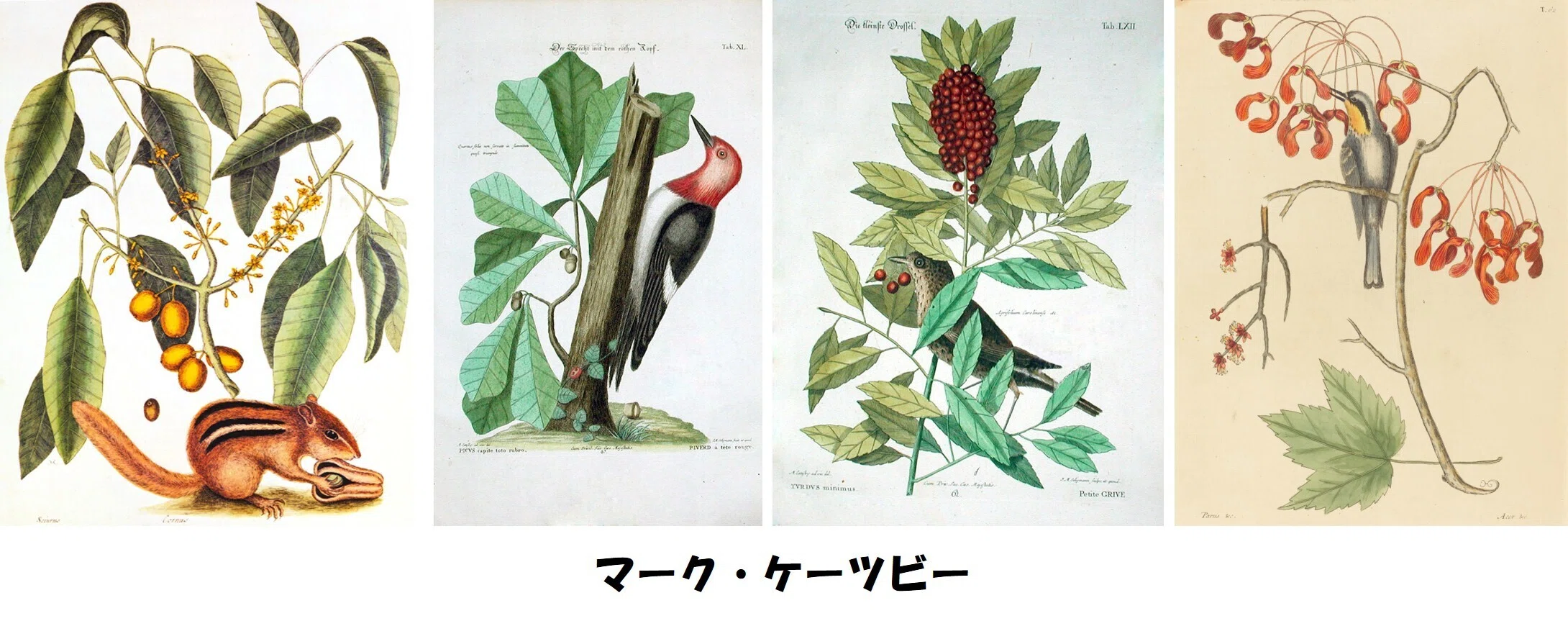 植物画とは何か＞（4）ー1：「植物画」の美の由来。博物画的図面の美