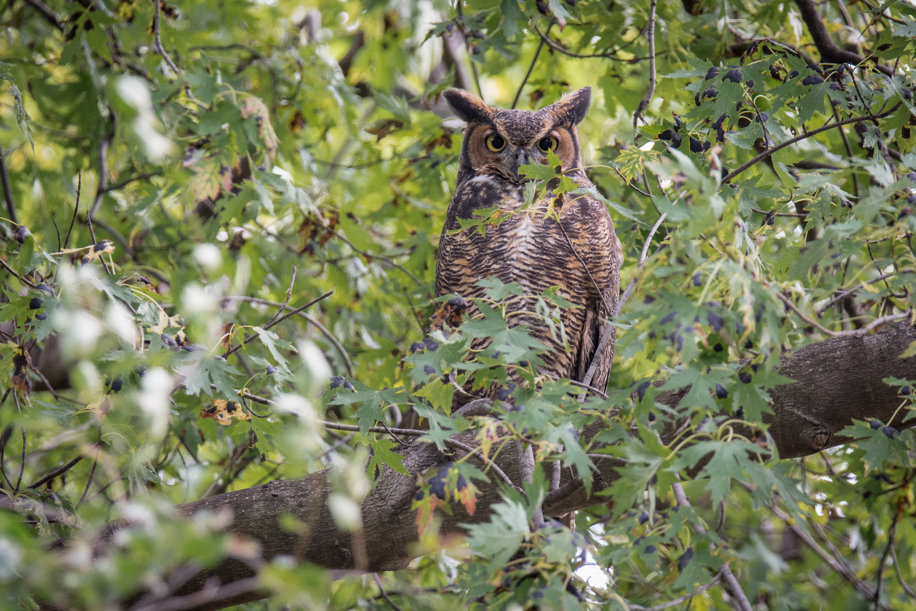 シカゴでバードウォッチング！】 Great-horned Owl｜ローリー