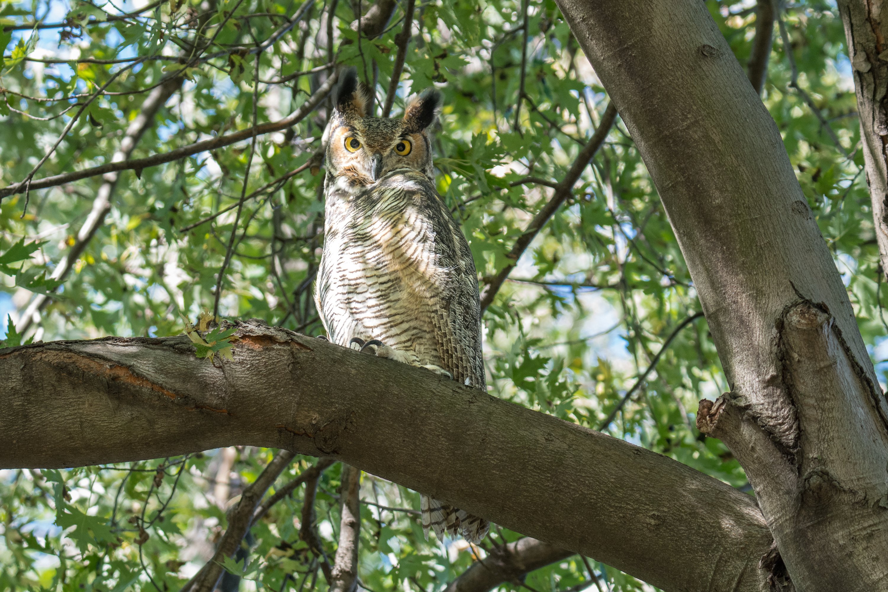 シカゴでバードウォッチング！】 Great-horned Owl｜ローリー
