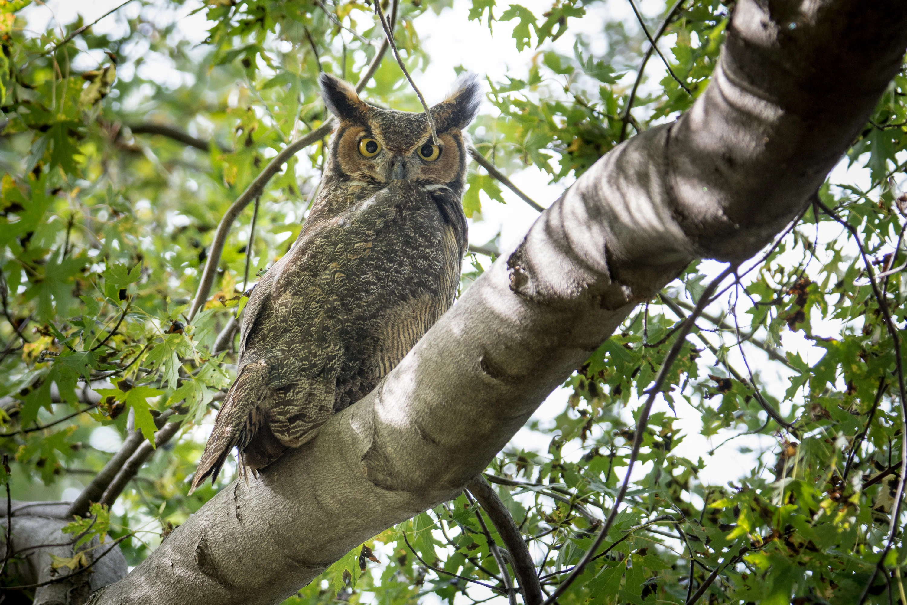シカゴでバードウォッチング！】 Great-horned Owl｜ローリー