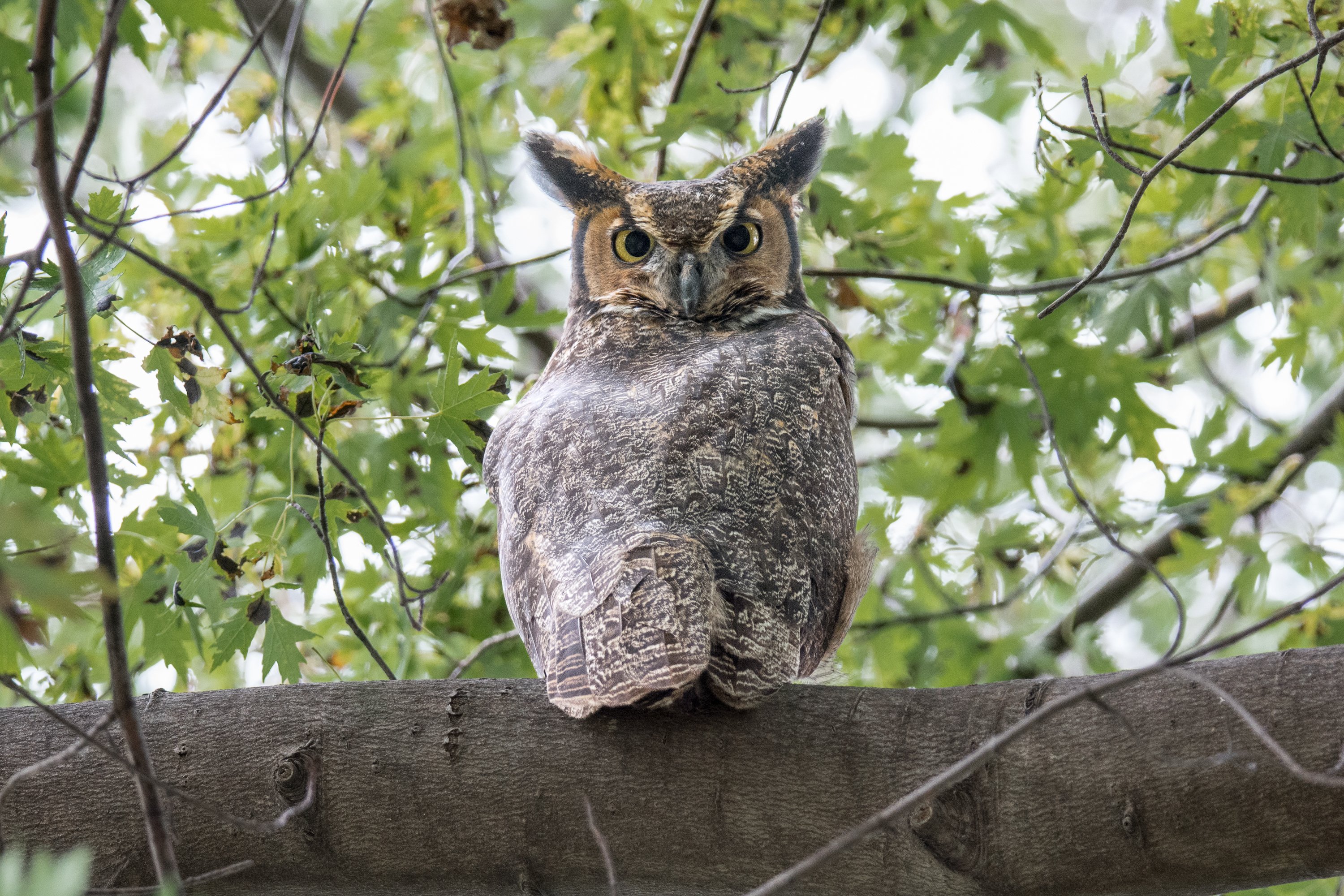 シカゴでバードウォッチング！】 Great-horned Owl｜ローリー
