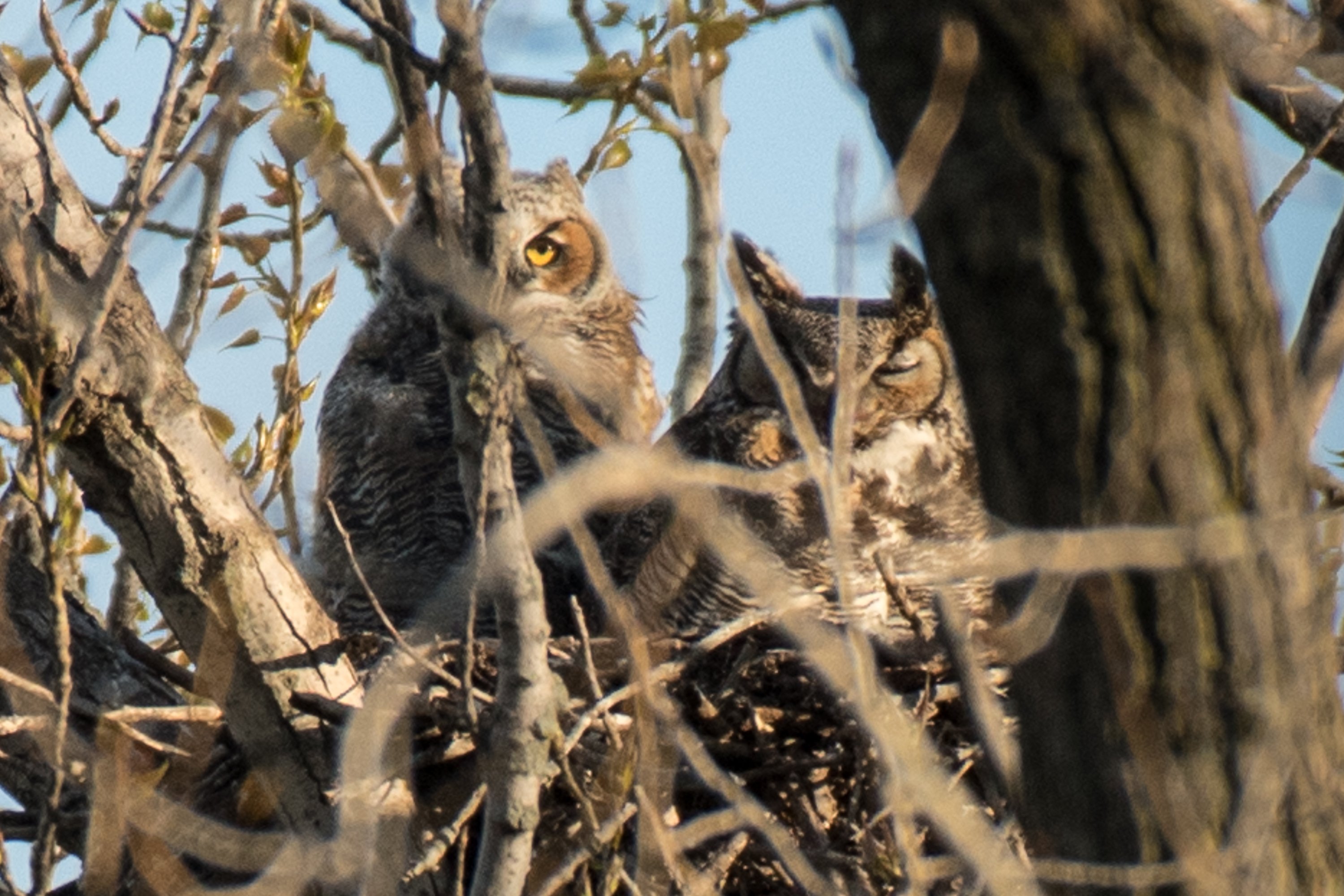 シカゴでバードウォッチング！】 Great-horned Owl｜ローリー