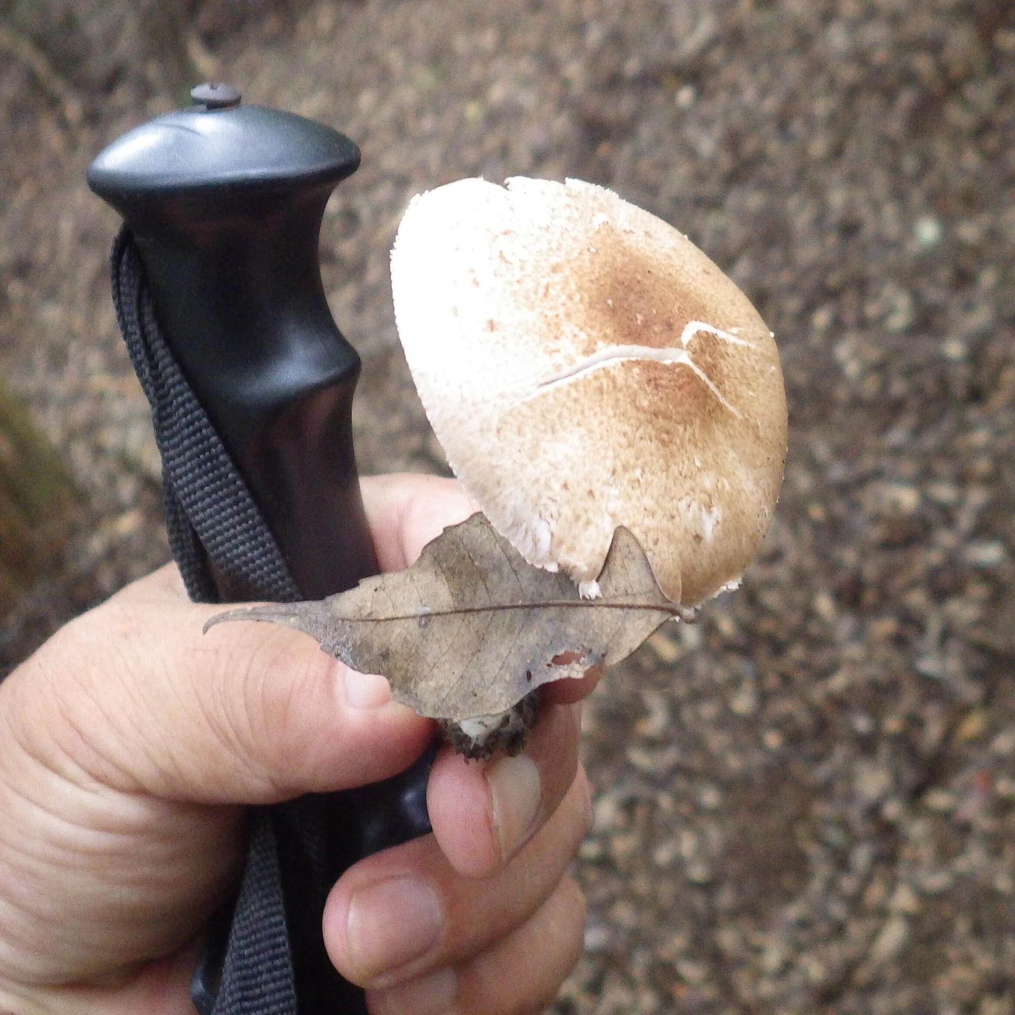 幻の食用キノコ「サマツ」宝の地図を手に高知の山を歩いた｜中山道雄