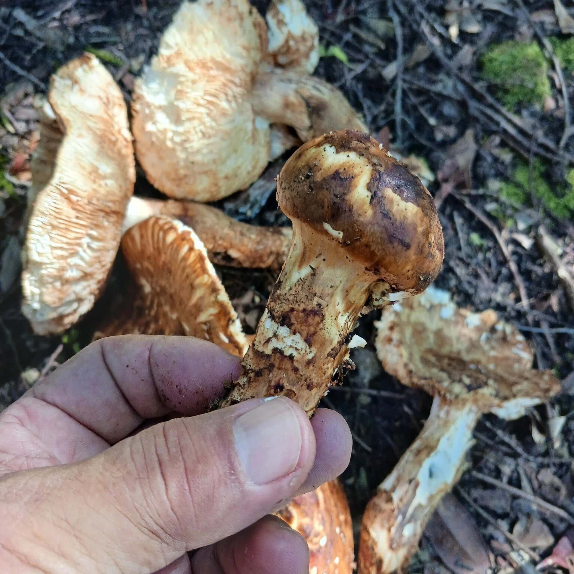 幻の食用キノコ「サマツ」宝の地図を手に高知の山を歩いた｜中山道雄