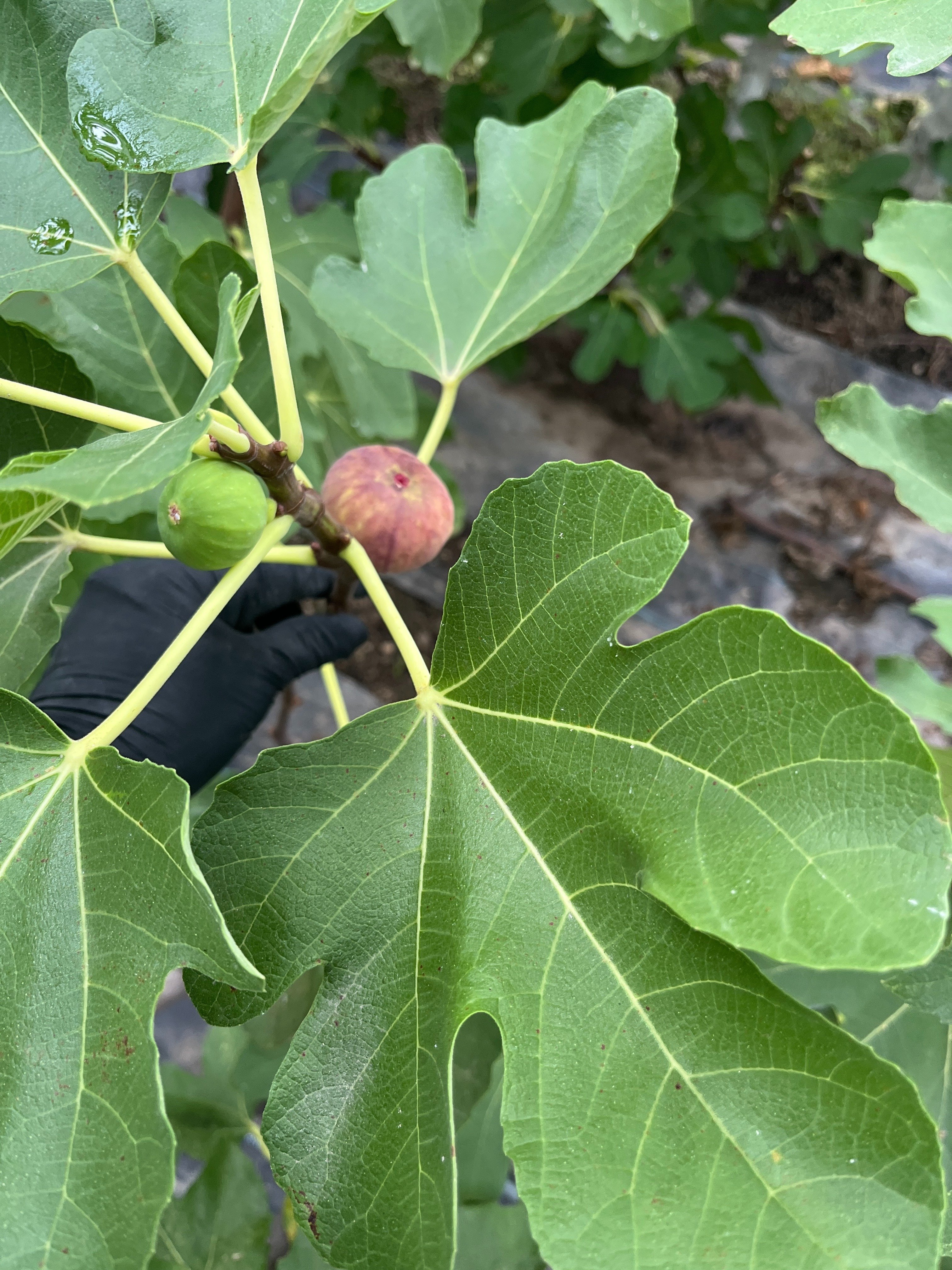 イチジク｜人気品種イタリアン258｜イチジク沼、どっぷりはまって