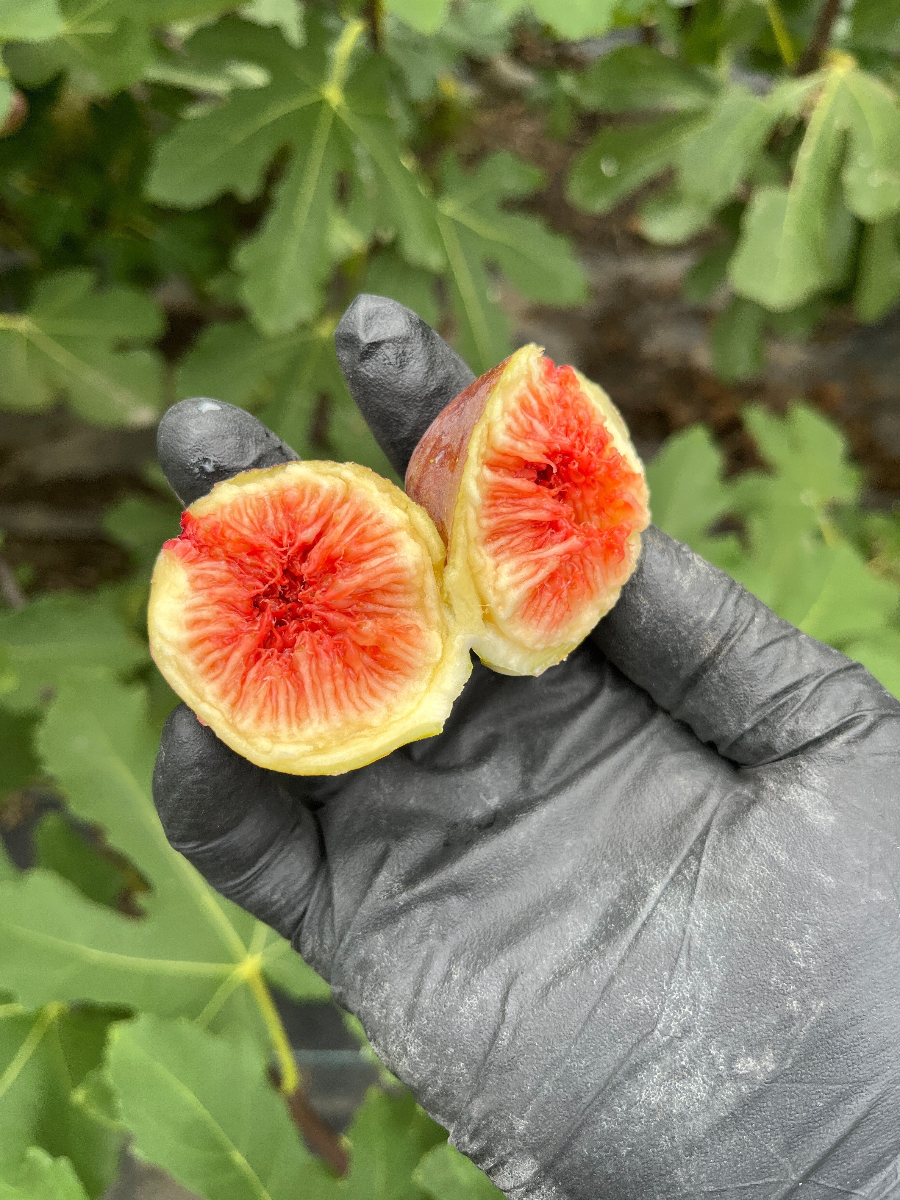 イチジク｜人気品種イタリアン258｜イチジク沼、どっぷりはまって