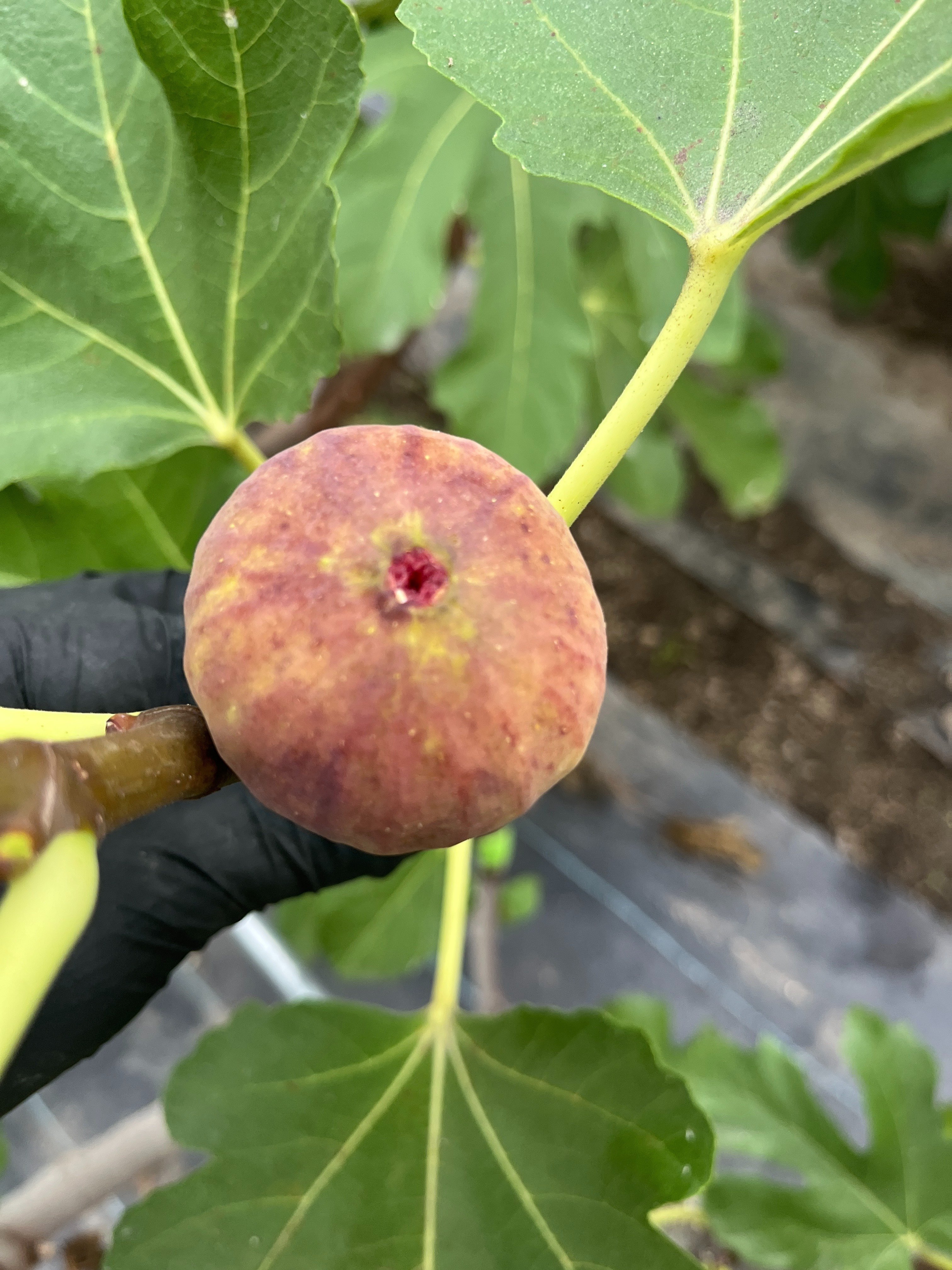 イチジク｜人気品種イタリアン258｜イチジク沼、どっぷりはまって