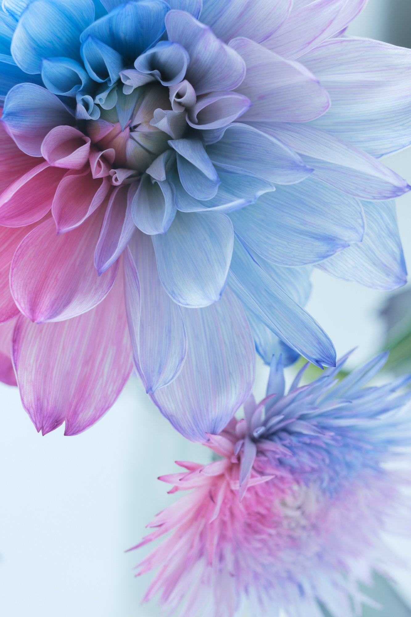 染めの花#051】ガーベラとダリアをパープル系に染めてみた｜タキツネ