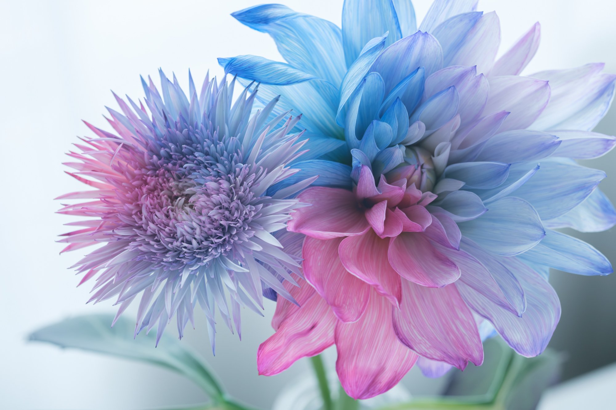 染めの花#051】ガーベラとダリアをパープル系に染めてみた｜タキツネ