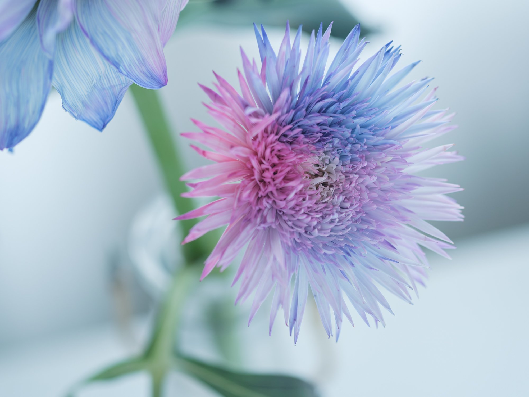 染めの花#051】ガーベラとダリアをパープル系に染めてみた｜タキツネ