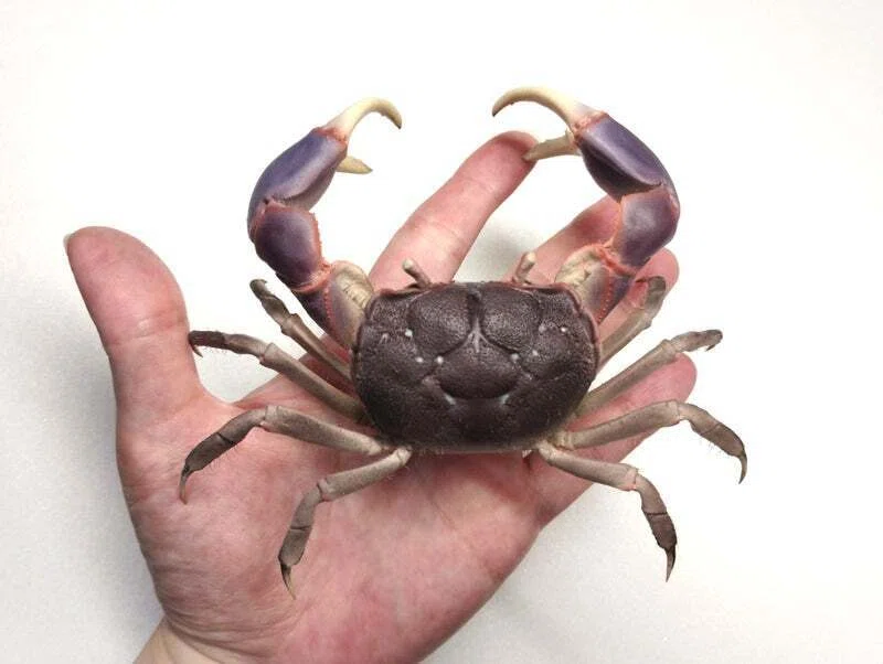 希少生物！？　蟹　カニ　剥製　標本　カワリヒシガニ　ヒシガニ系　甲殻類　自然 希少生物！？ 蟹 カニ 剥製 標本 カワリヒシガニ ヒシガニ系 甲殻類