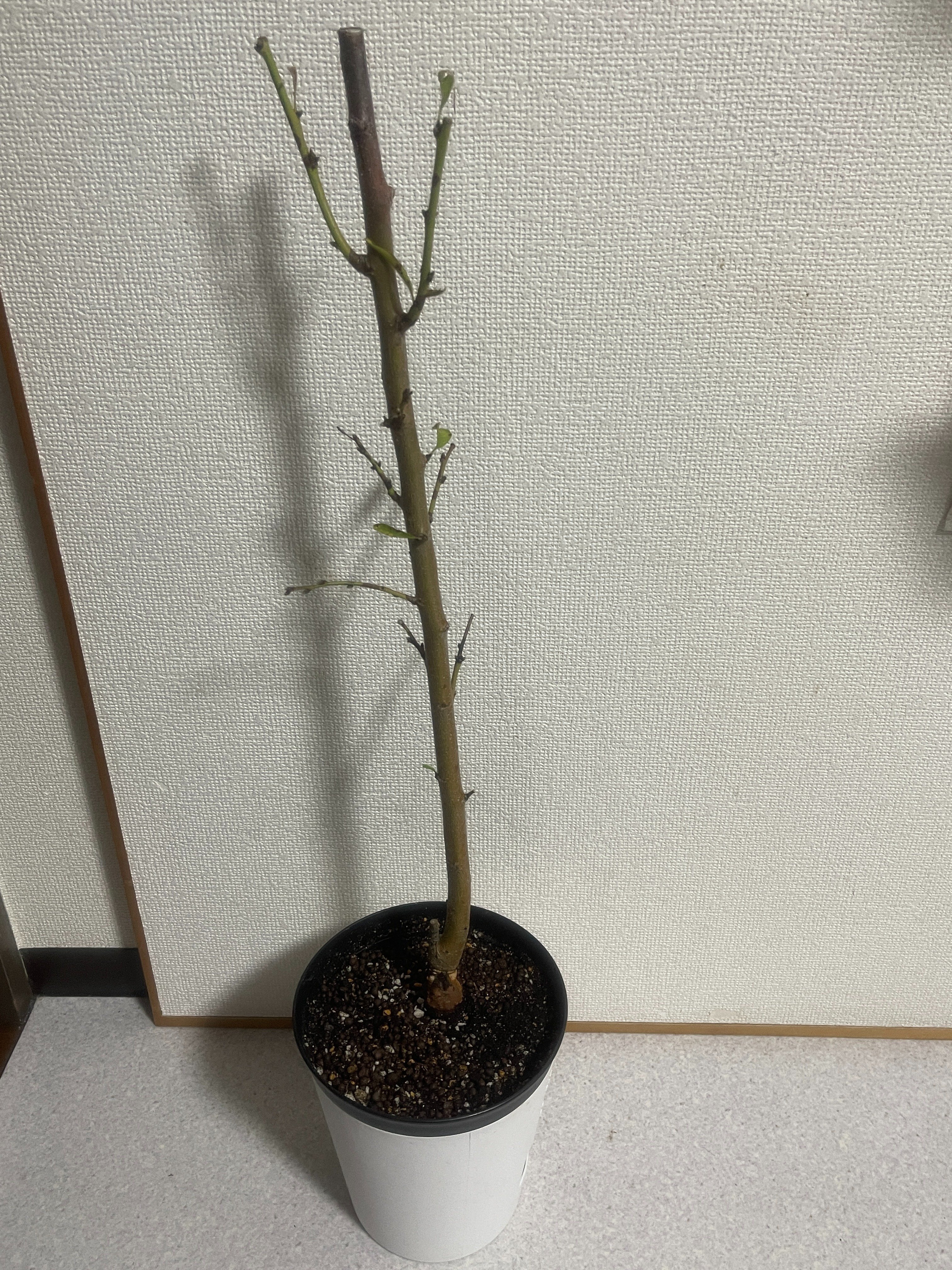 中型 落葉樹 緑の葉 庭用　アーモンド 商品紹介（落葉・中高木） - 伸松園