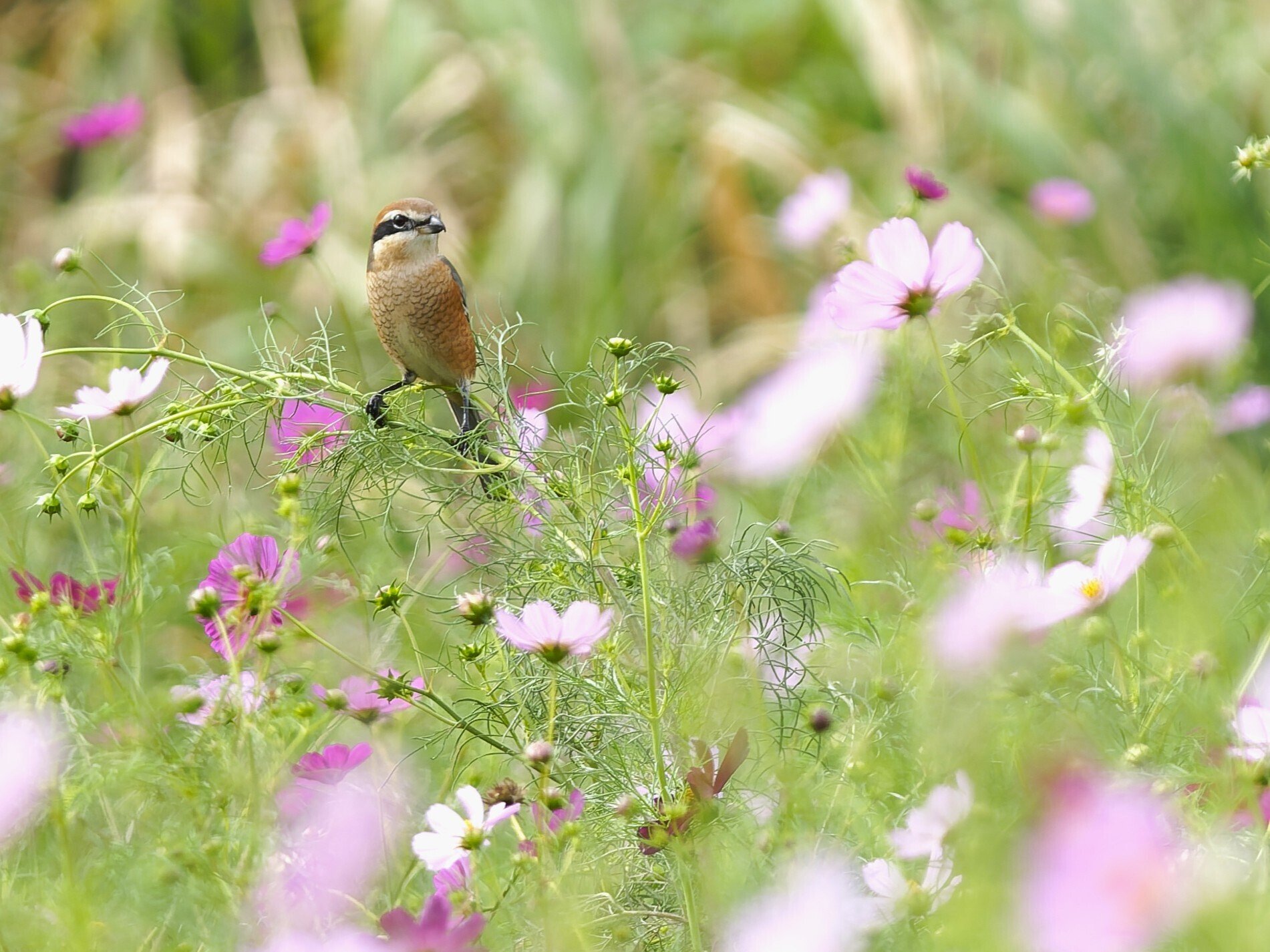 野鳥が好きです!#195「コスノビならぬコスモズ!?」｜take 🎸全ての人が