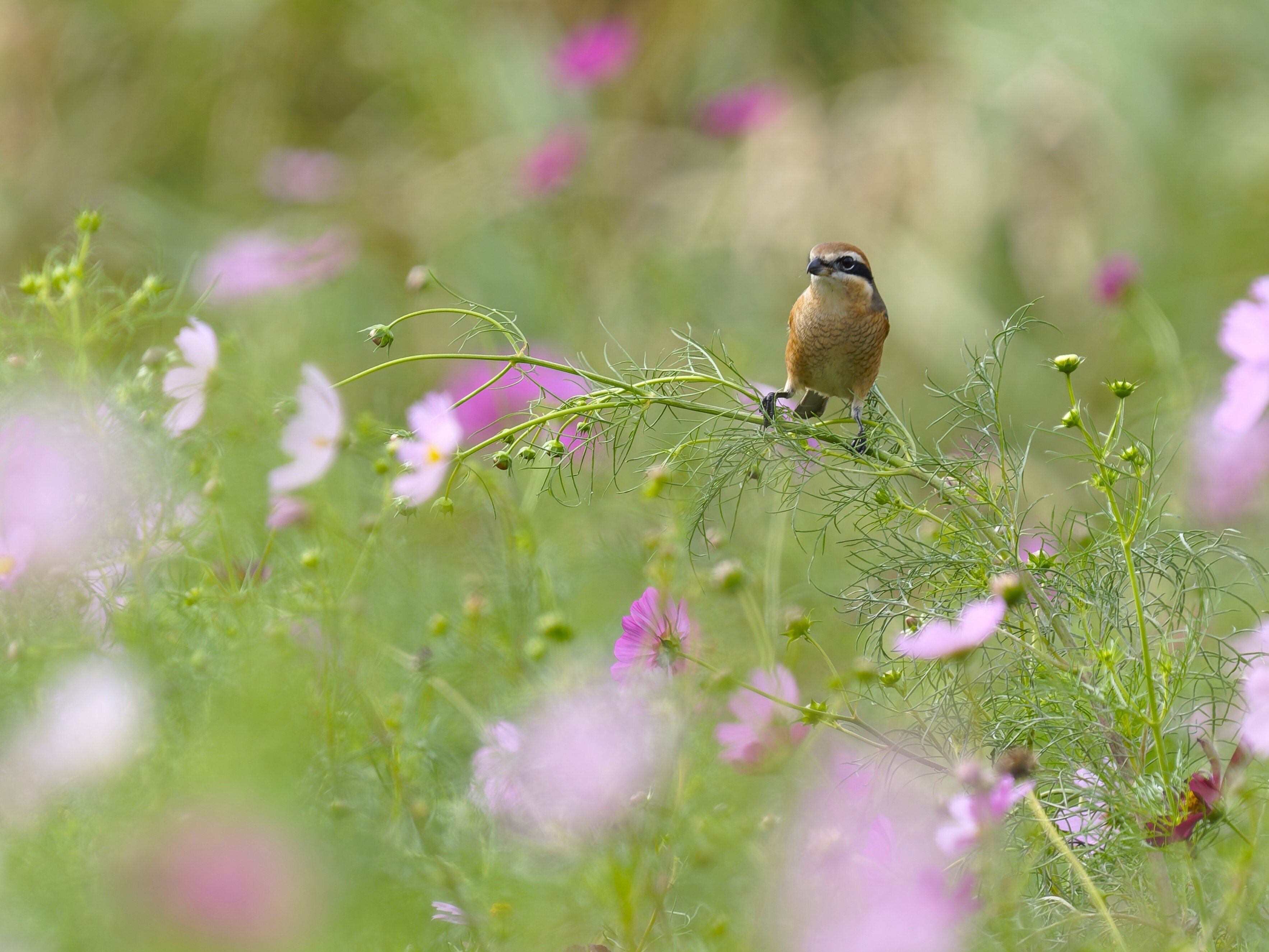 新正　ヒノトリ　コスモス 新政 コスモス セット 新品 秋桜 秋櫻 日本酒 レア 希少 no.6 ヒノトリ
