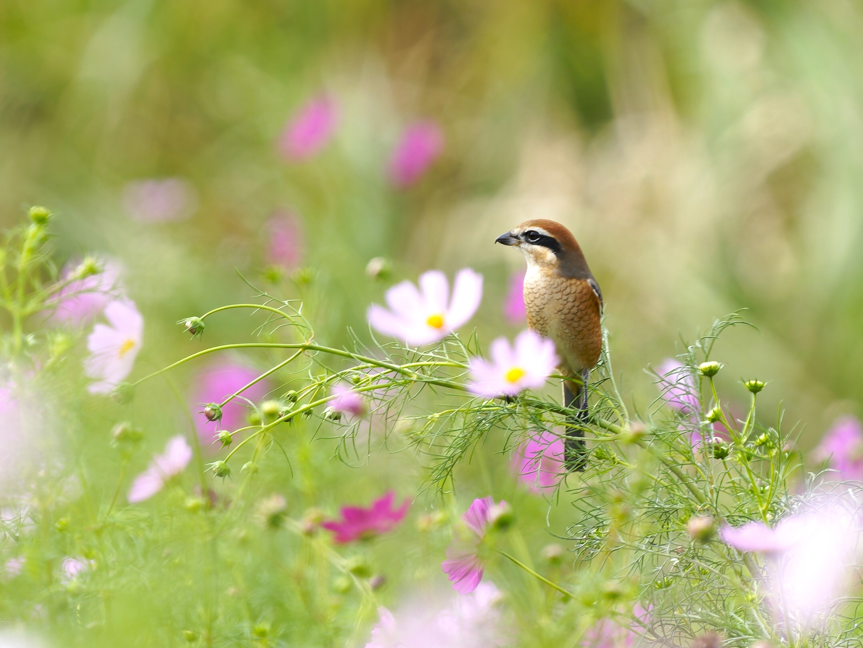 新正　ヒノトリ　コスモス 野鳥が好きです!#195「コスノビならぬコスモズ!?」｜take 🎸全ての人が