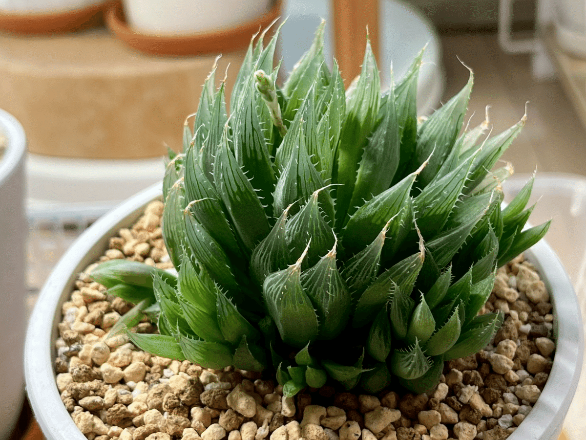 ハオルチアコレクション2021-2025｜ぬるぬるちゃんぬる