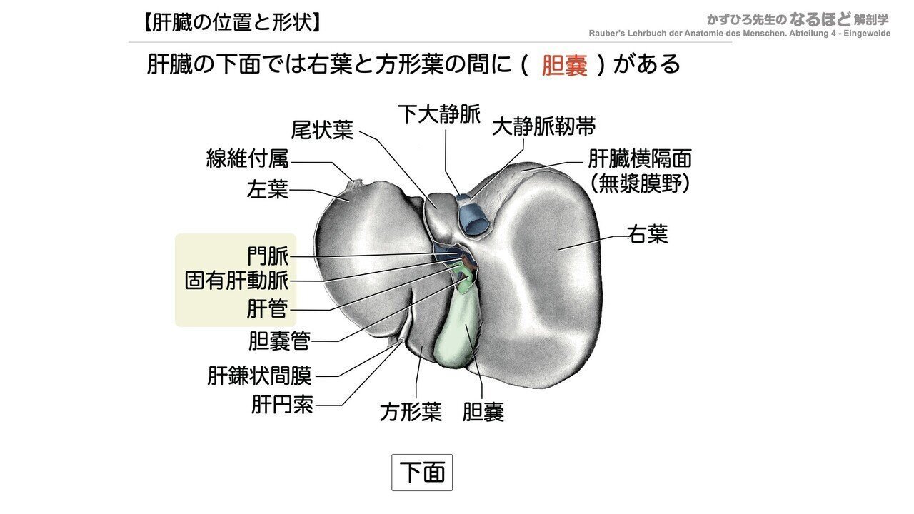 解剖生理学】 消化器系④ 肝臓・胆嚢・膵臓 一問一答｜かずひろ